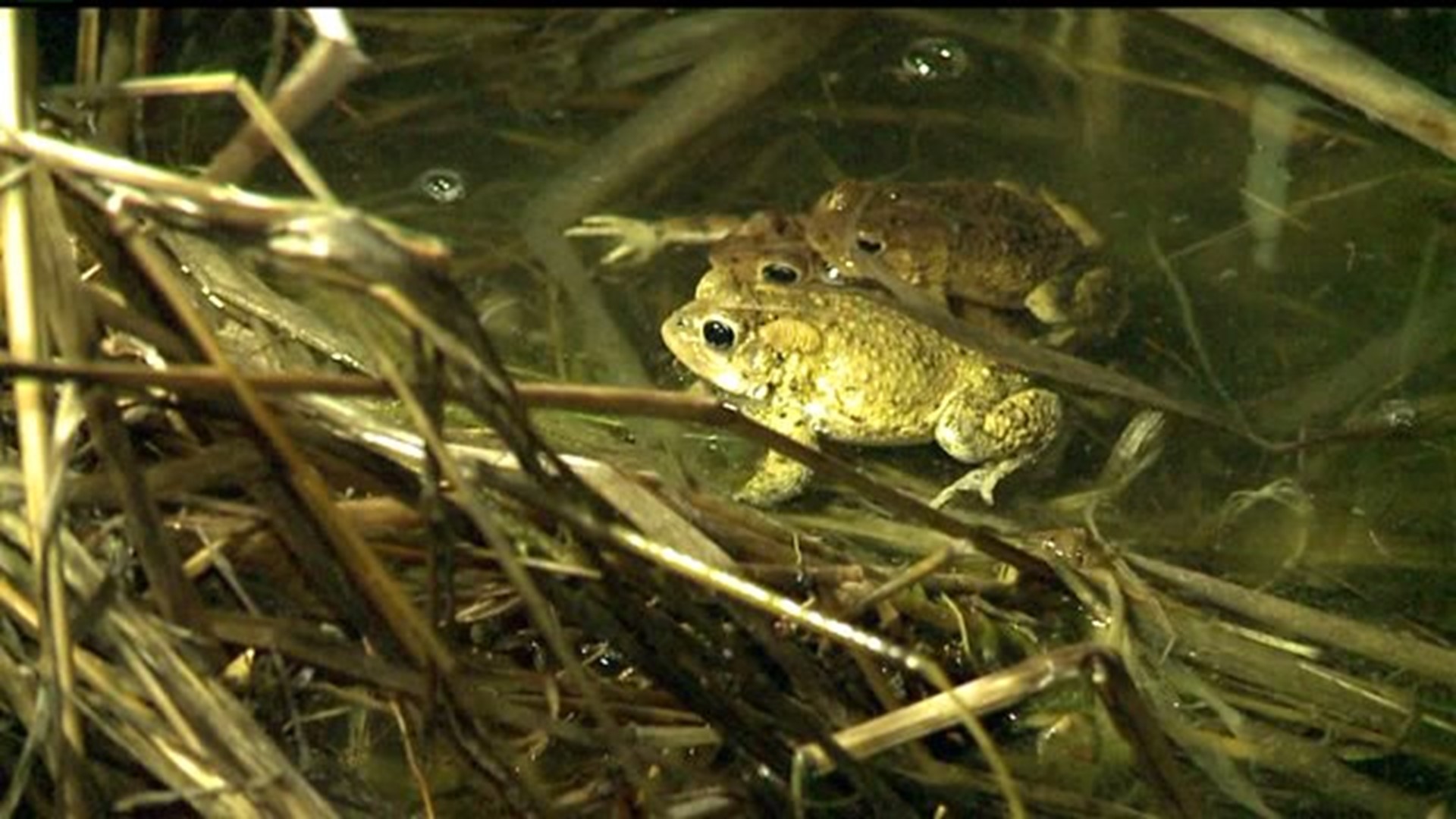Help for migrating toads