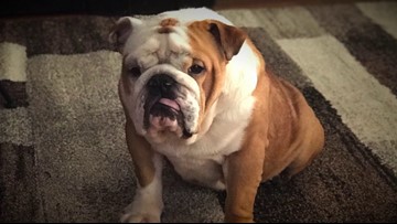 english bulldog muzzle petsmart