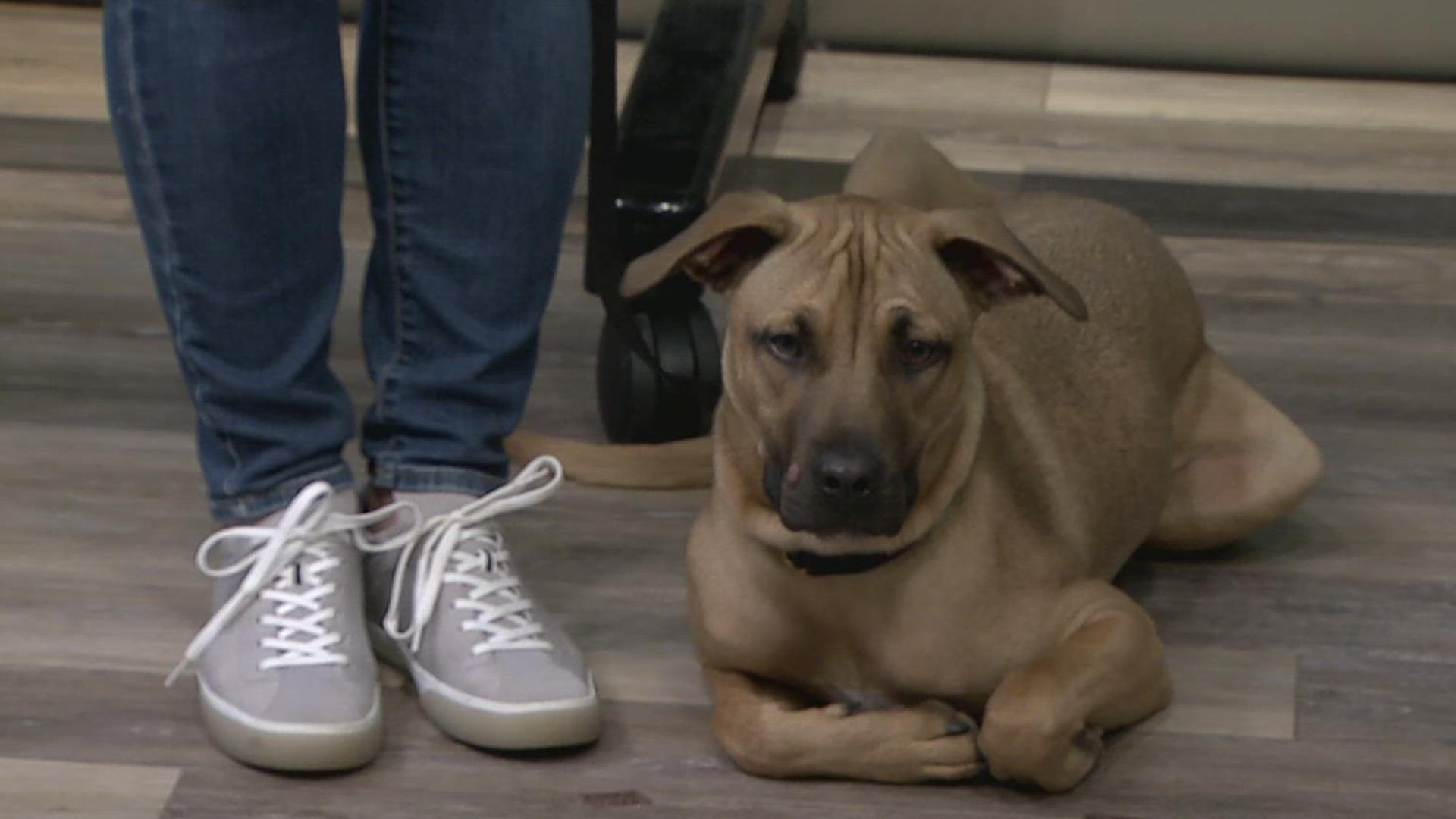 Royce, named after the car, is an 8-month-old puppy looking for his forever home. He's currently fostered in Lancaster County with Charlie's Crusaders Pet Rescue.