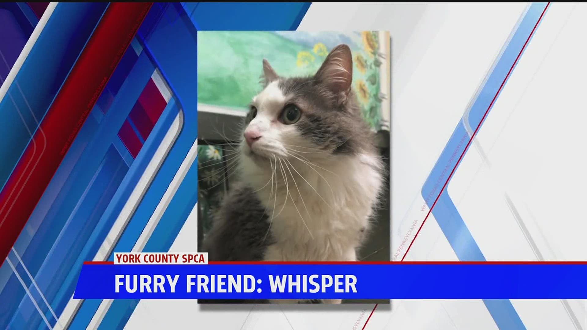 Whisper is an 8-year-old looking for her forever home.