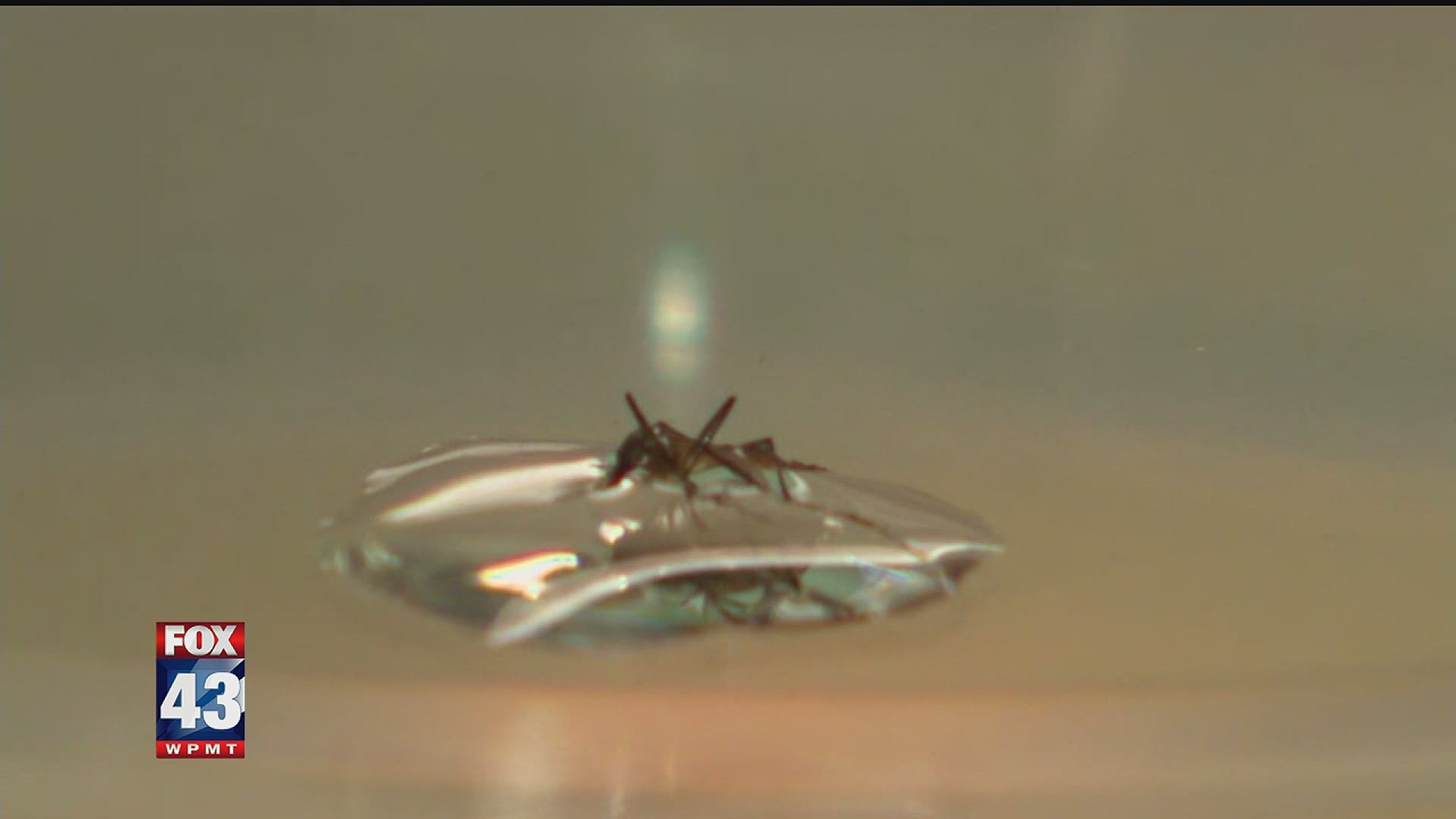 Here's how you can help control the mosquito population in your area and protect yourself.