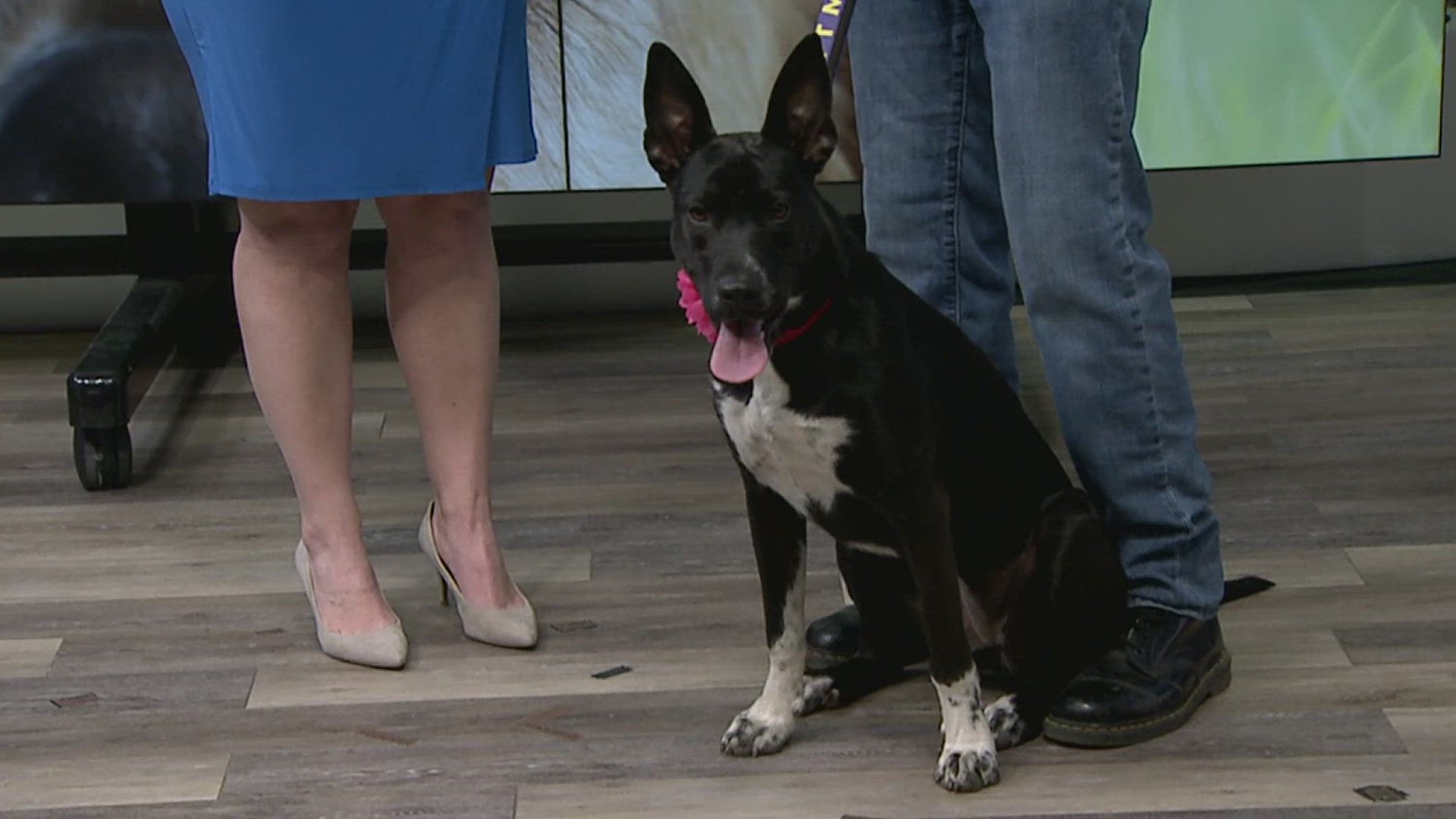 Nina is a 1 year old puppy with big ears and an even bigger heart. She's available for adoption at Charlie's Crusaders Pet Rescue.