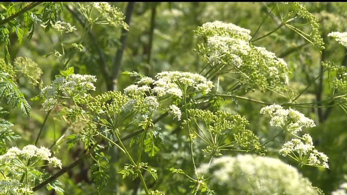 State foresters warning about poisonous plant growing rampant in
