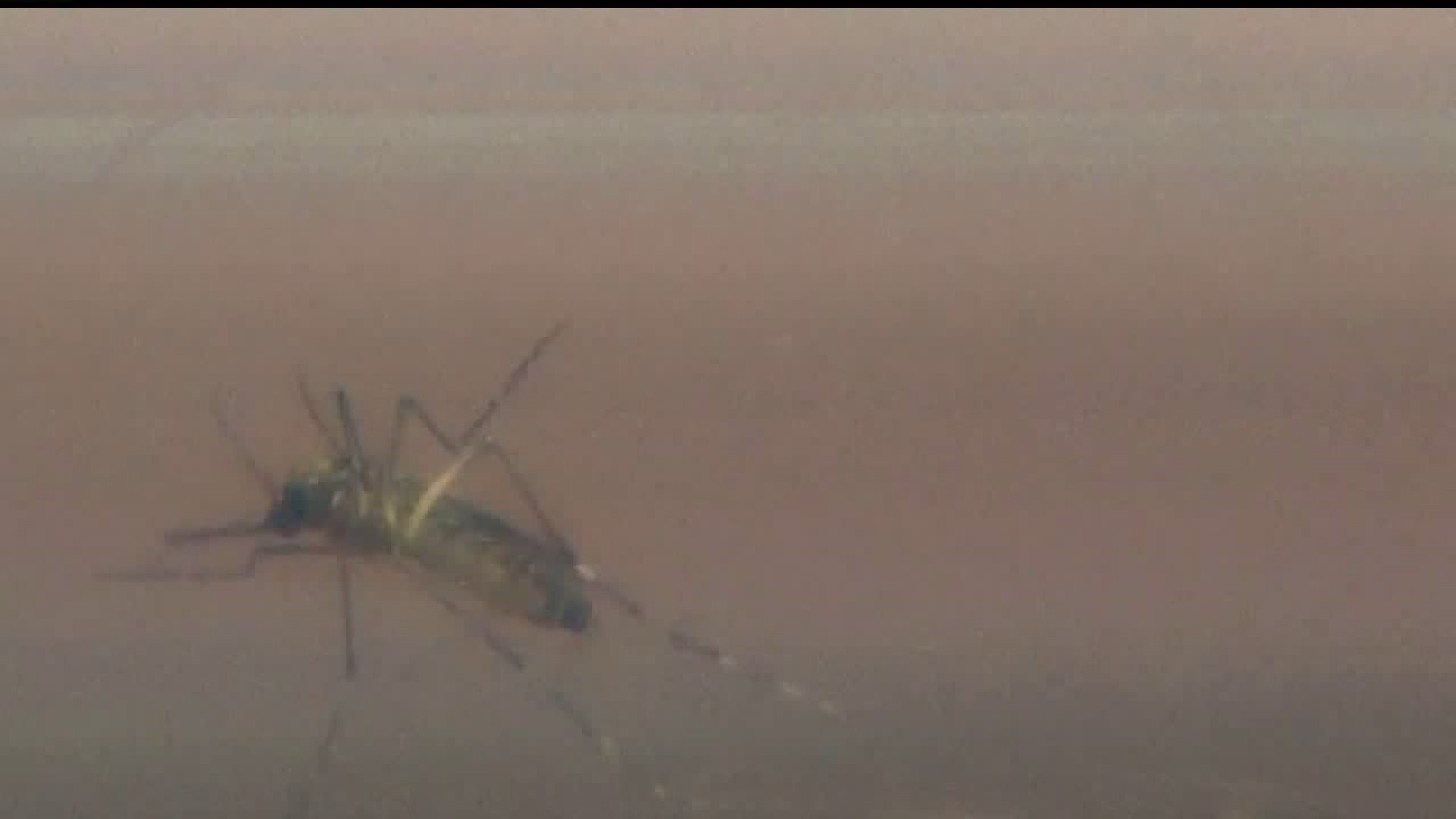 Staying safe from West Nile Virus during Mosquito season