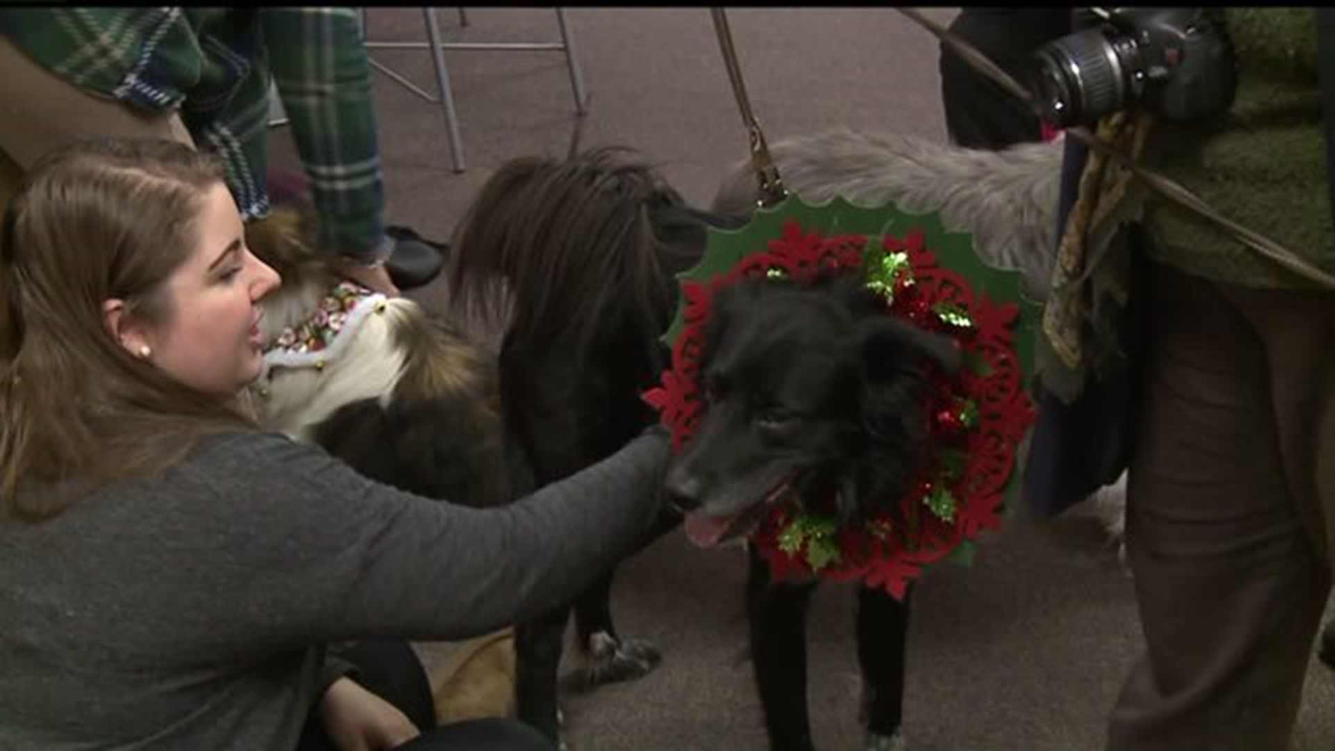 Therapy pets visit law students to de-stress from final exams