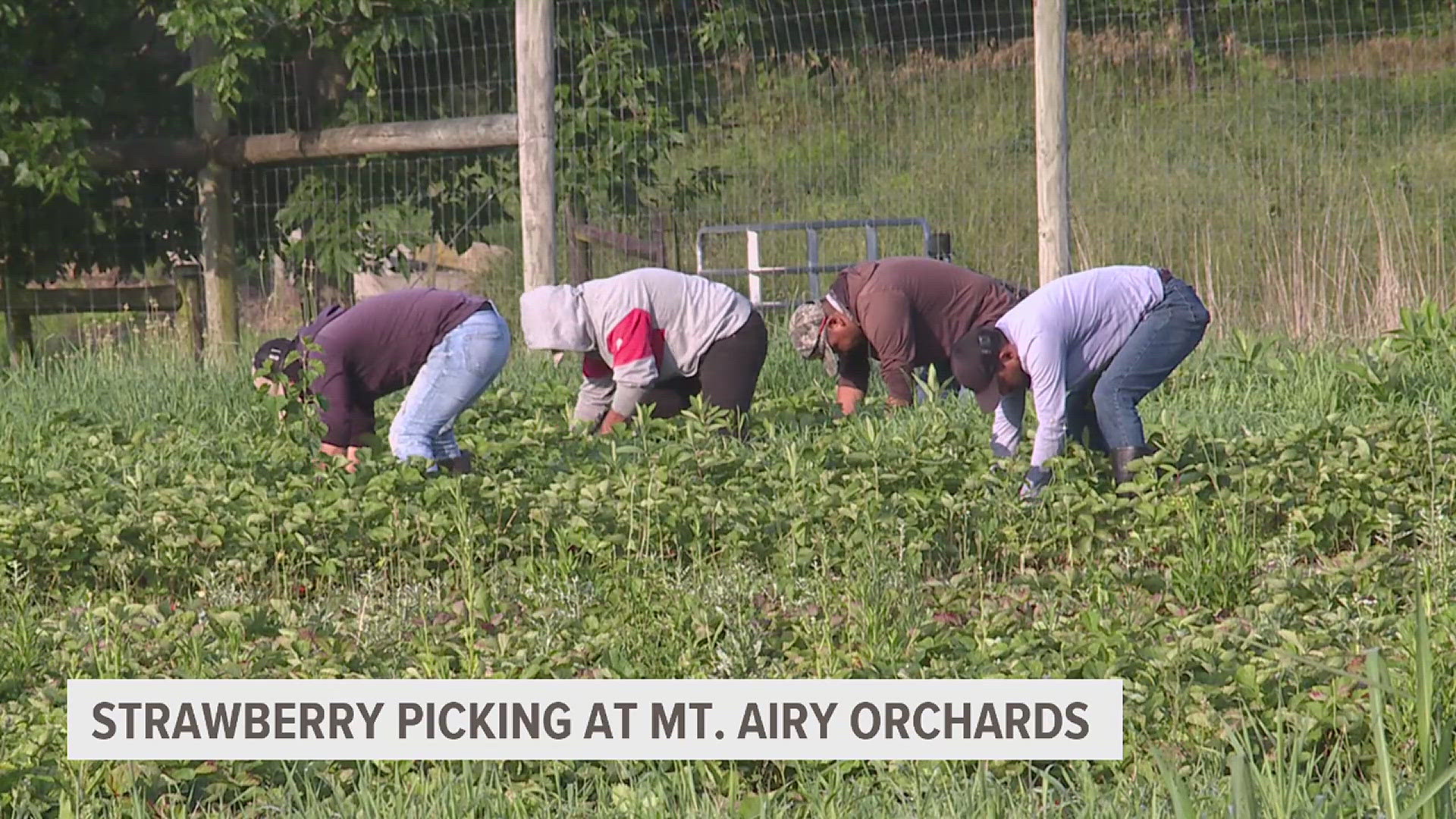 There are still many beautiful berries ready to be picked at the York County orchard.