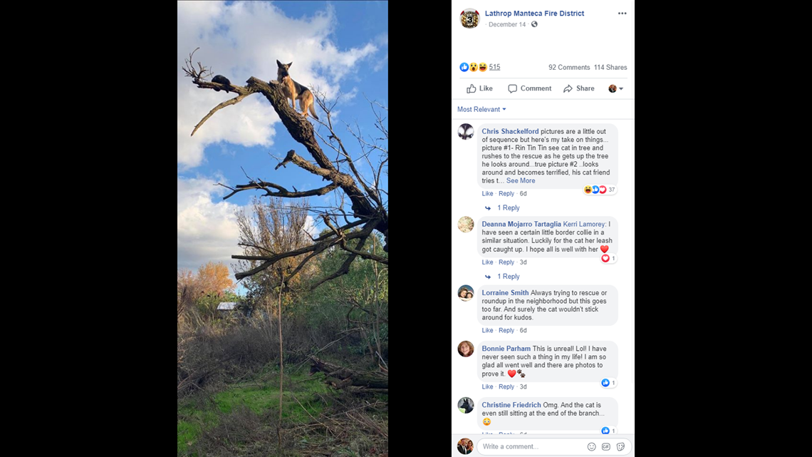 Are you furreal? Dog chases cat up tree and gets stuck, too