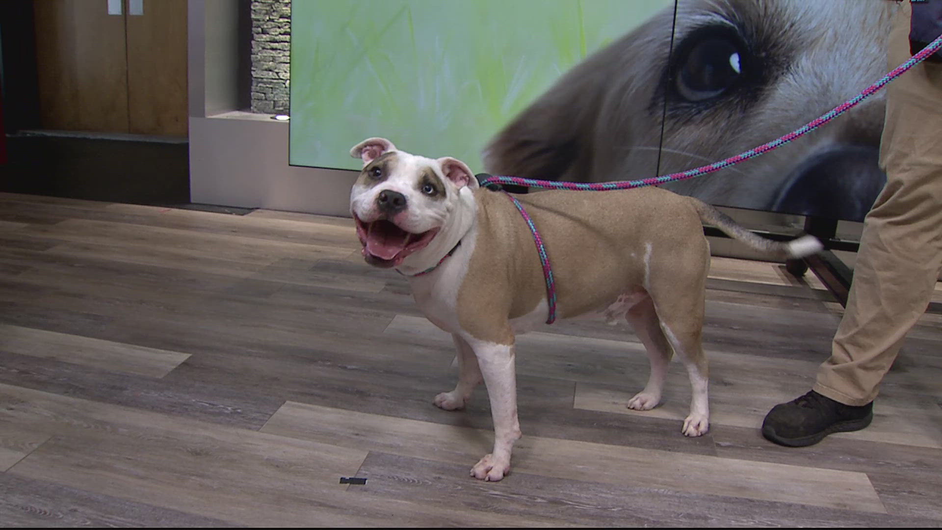 Azul is a laid back pup who enjoys tasty treats and cozying up on the couch. He is available for adoption at the York County SPCA.