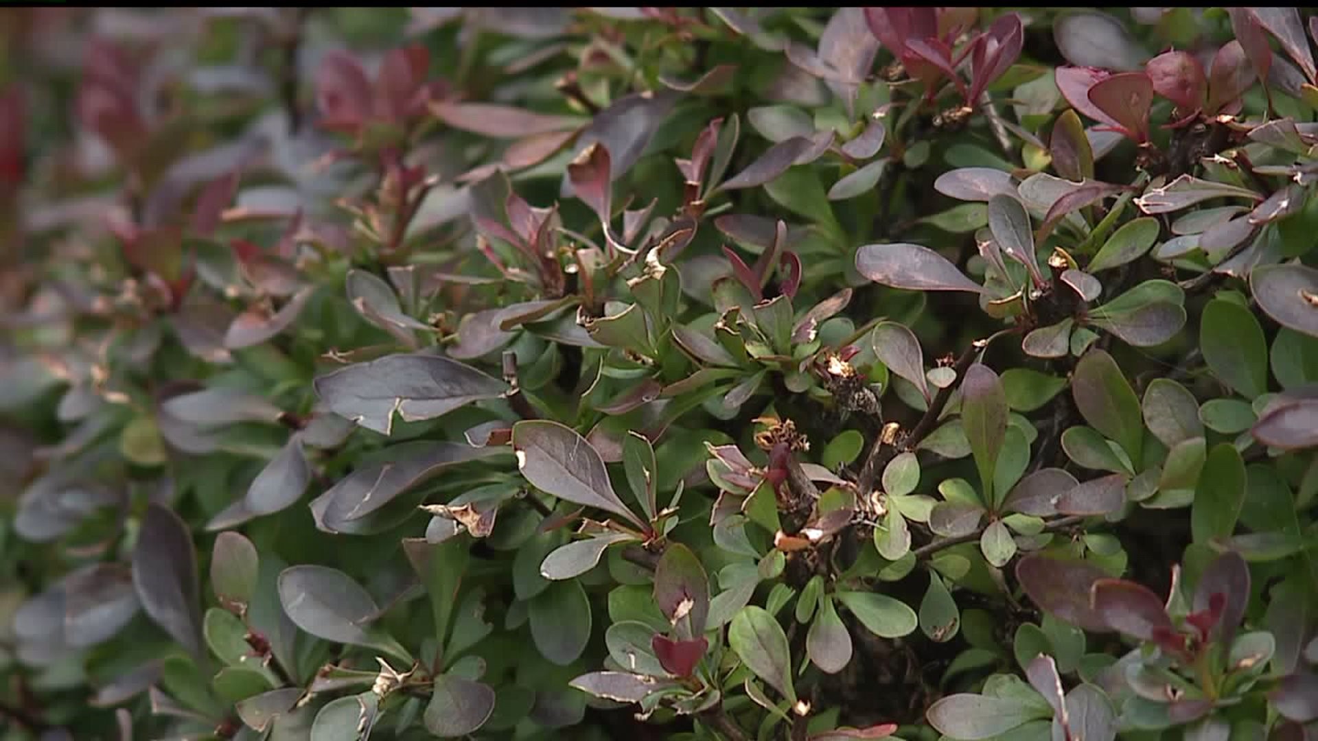 Future of Japanese Barberry shrub could be on chopping block in PA
