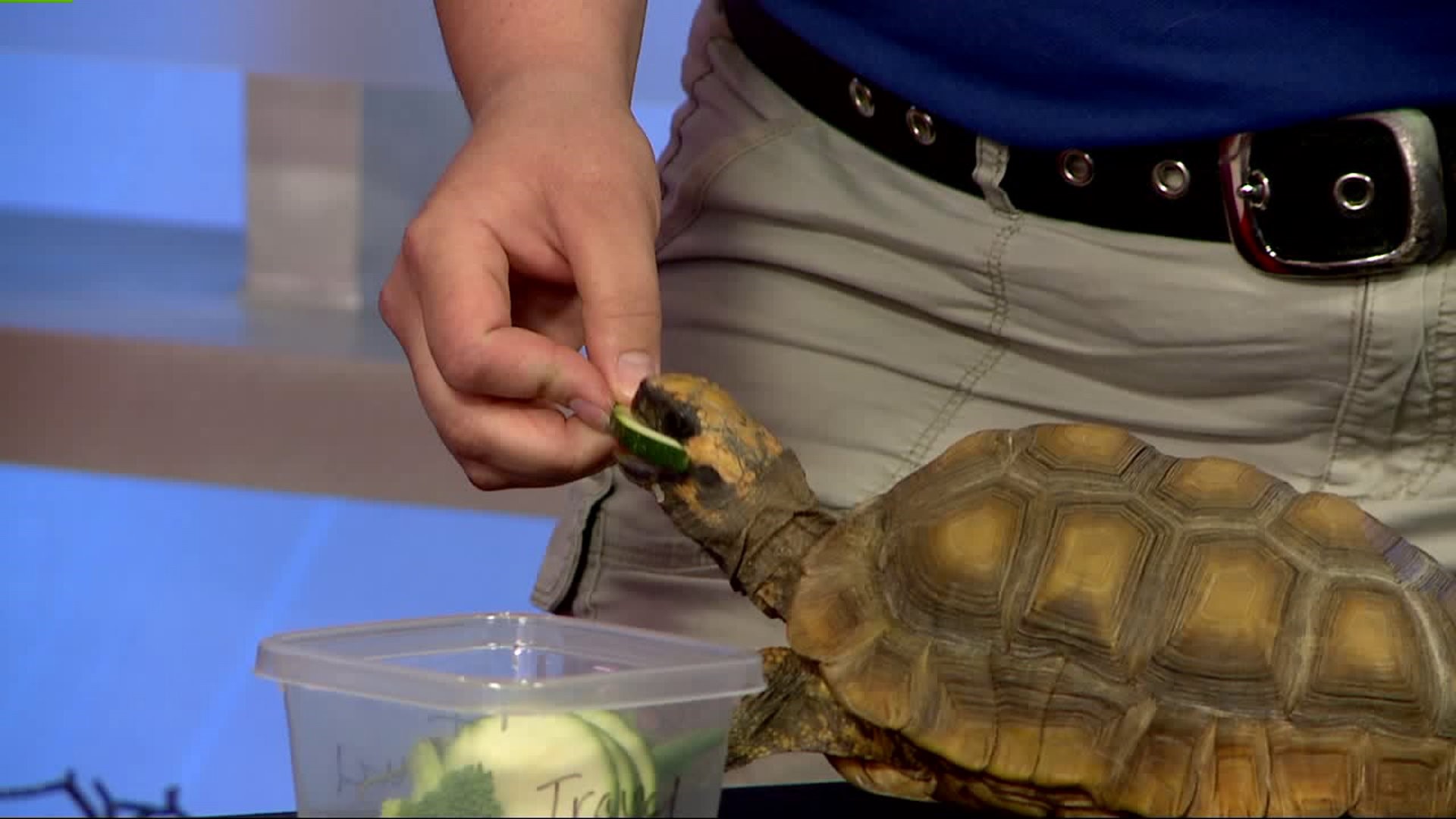 National Aquarium previews World Ocean`s Day with some animal helpers