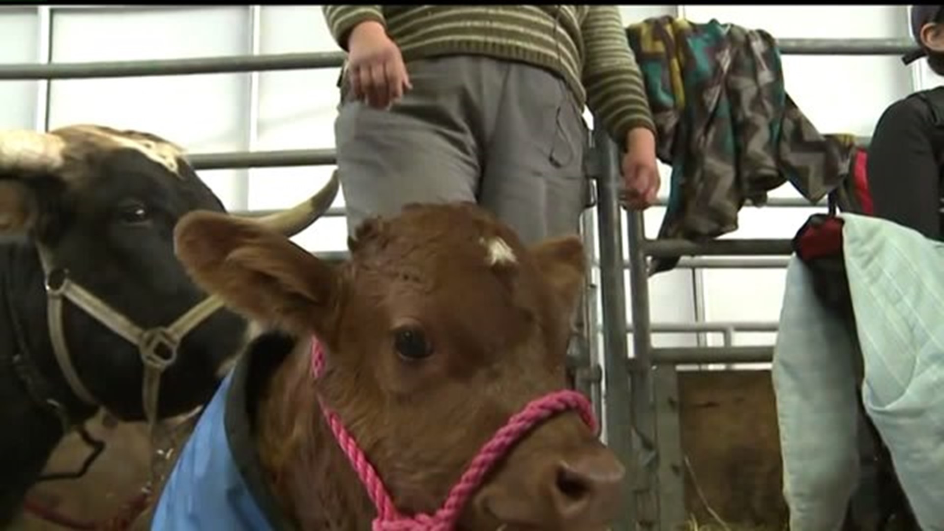 Meet baby cow `Smooch`, the Farm Show`s newest (and youngest) main attraction