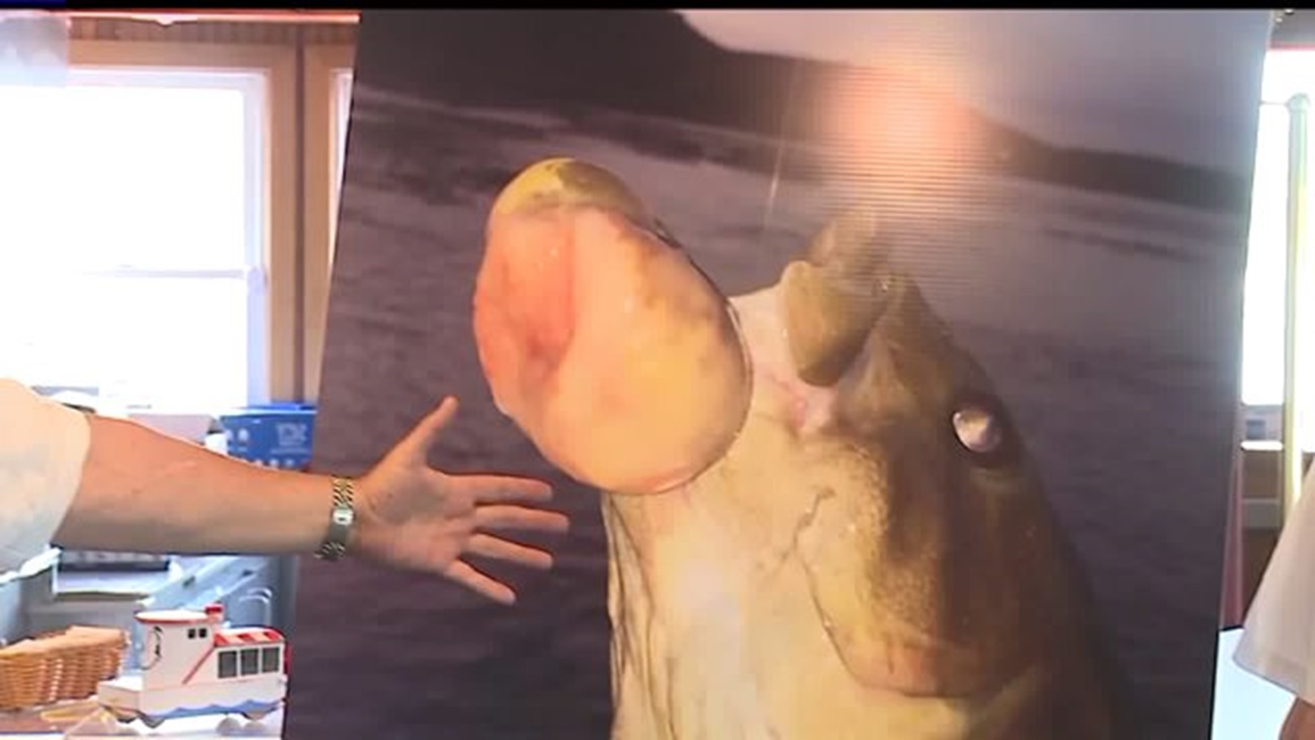 Group urges state to clean up Susquehanna River in light of fish tumor discovery