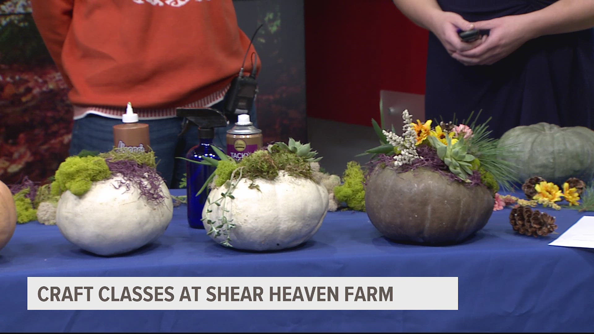 Learn how to make pumpkin succulent displays at Shear Heaven Farm
