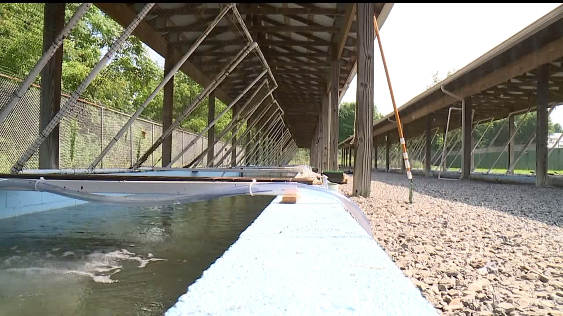 Fish nursery recovers from severe flooding