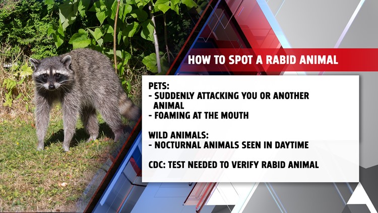 Signs of rabies 