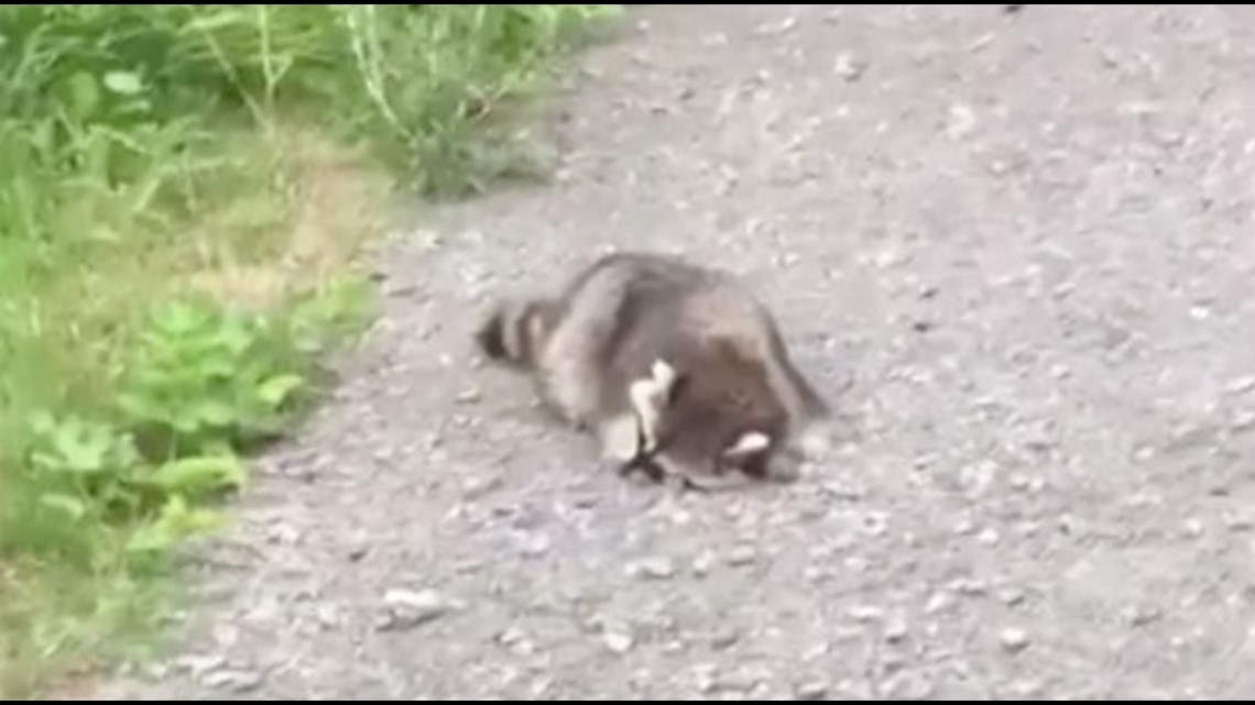 Tipsy raccoons are passing out, stumbling around Canadian neighborhood ...