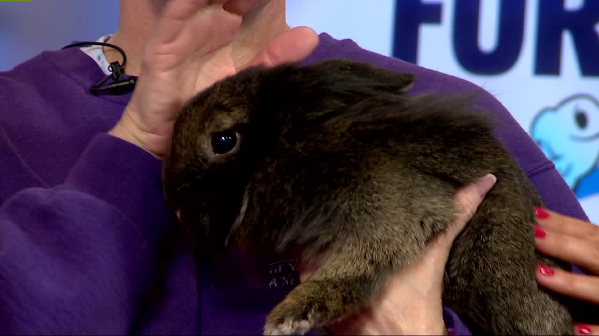 Furry Friends with Strawberry the Rabbit