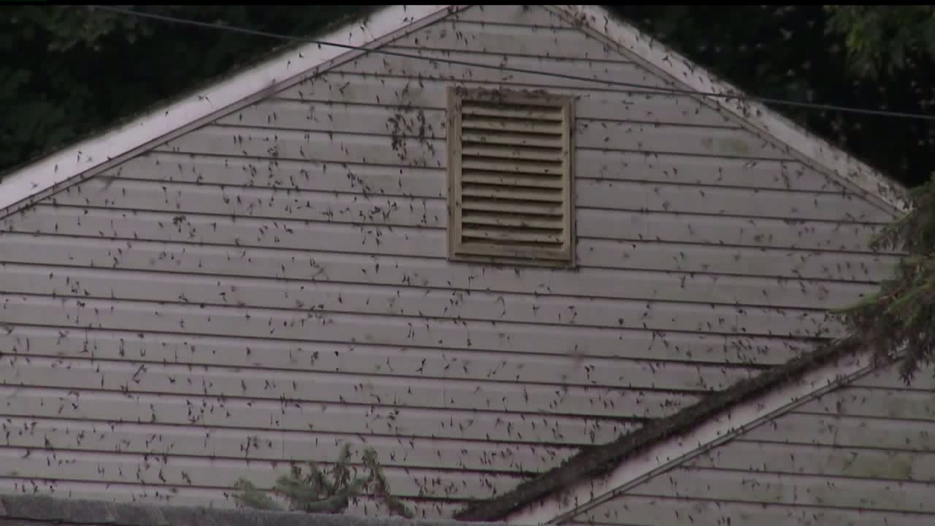 Officials looking to solve mayfly problem