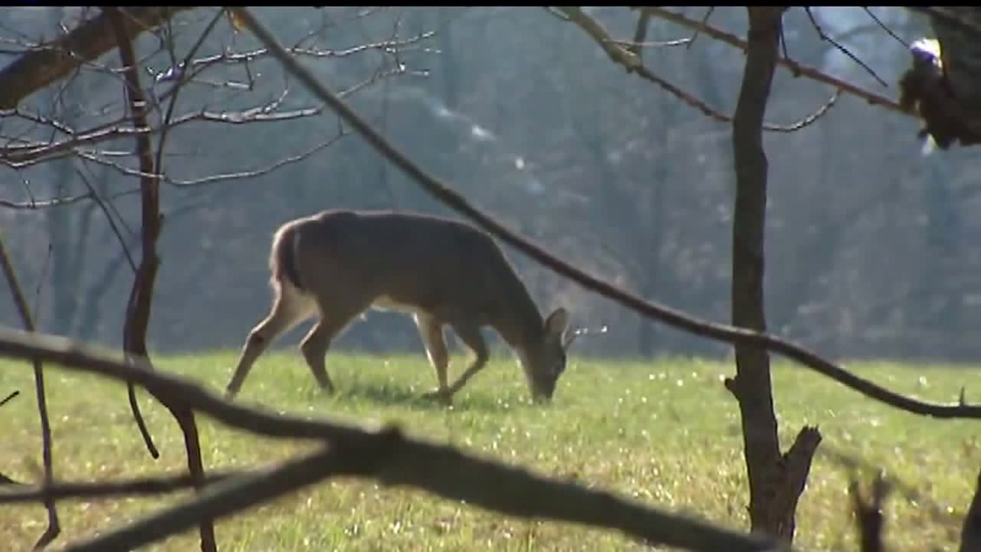 According to the Pennsylvania Department of Transportation, there were more than 5,700 deer-related crashes in 2021, up from almost 5,600 in 2020.