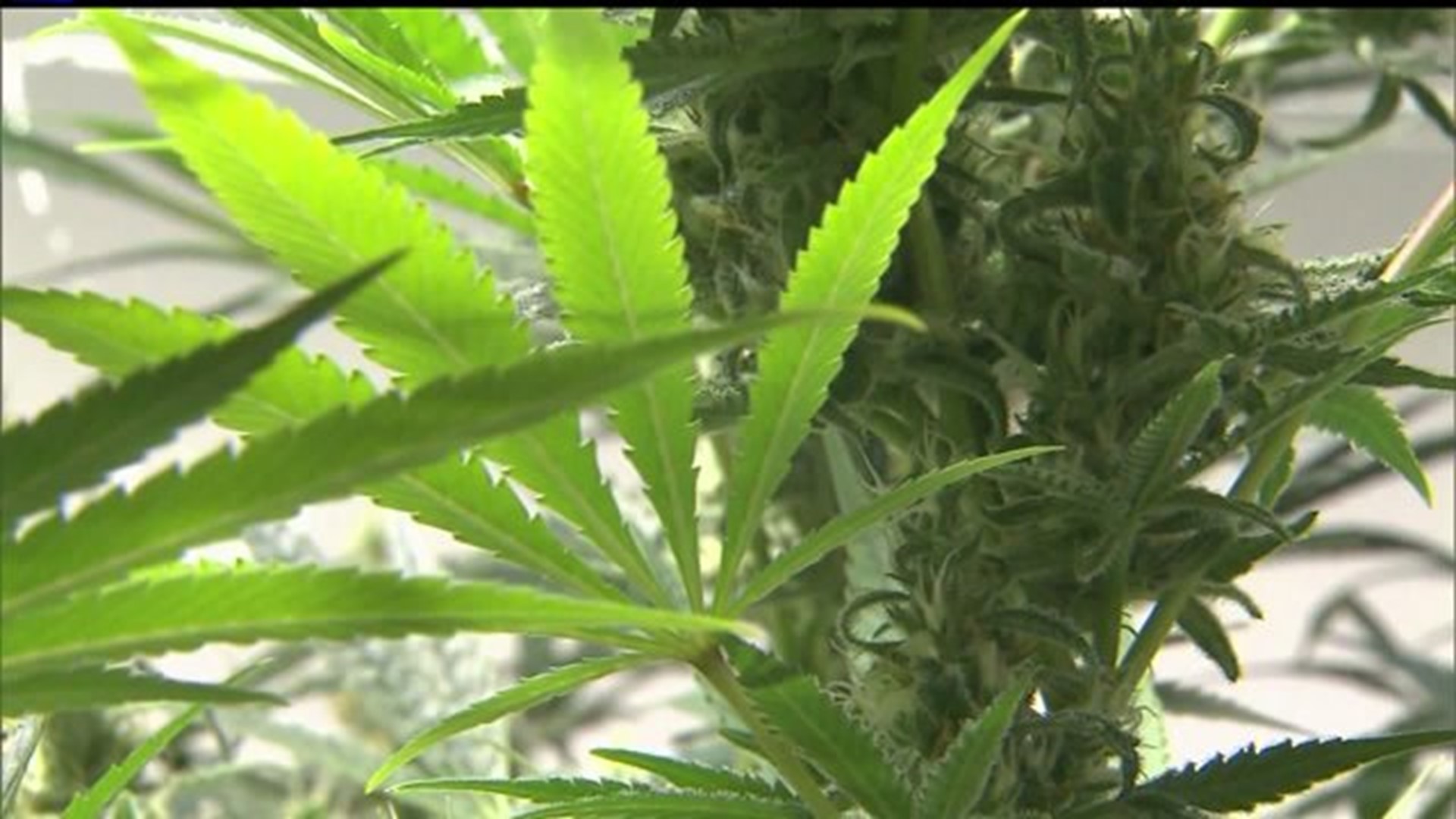 Governor Wolf pushes to have marijuana decriminalized