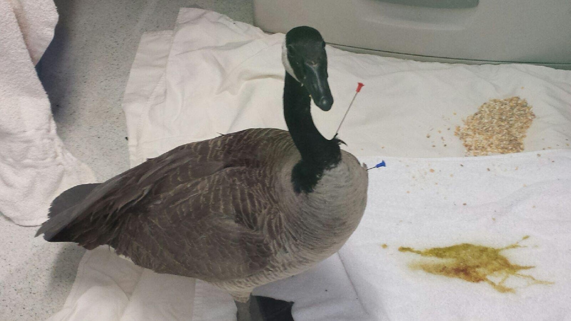 Who is shooting birds with blow darts in Virginia Beach?