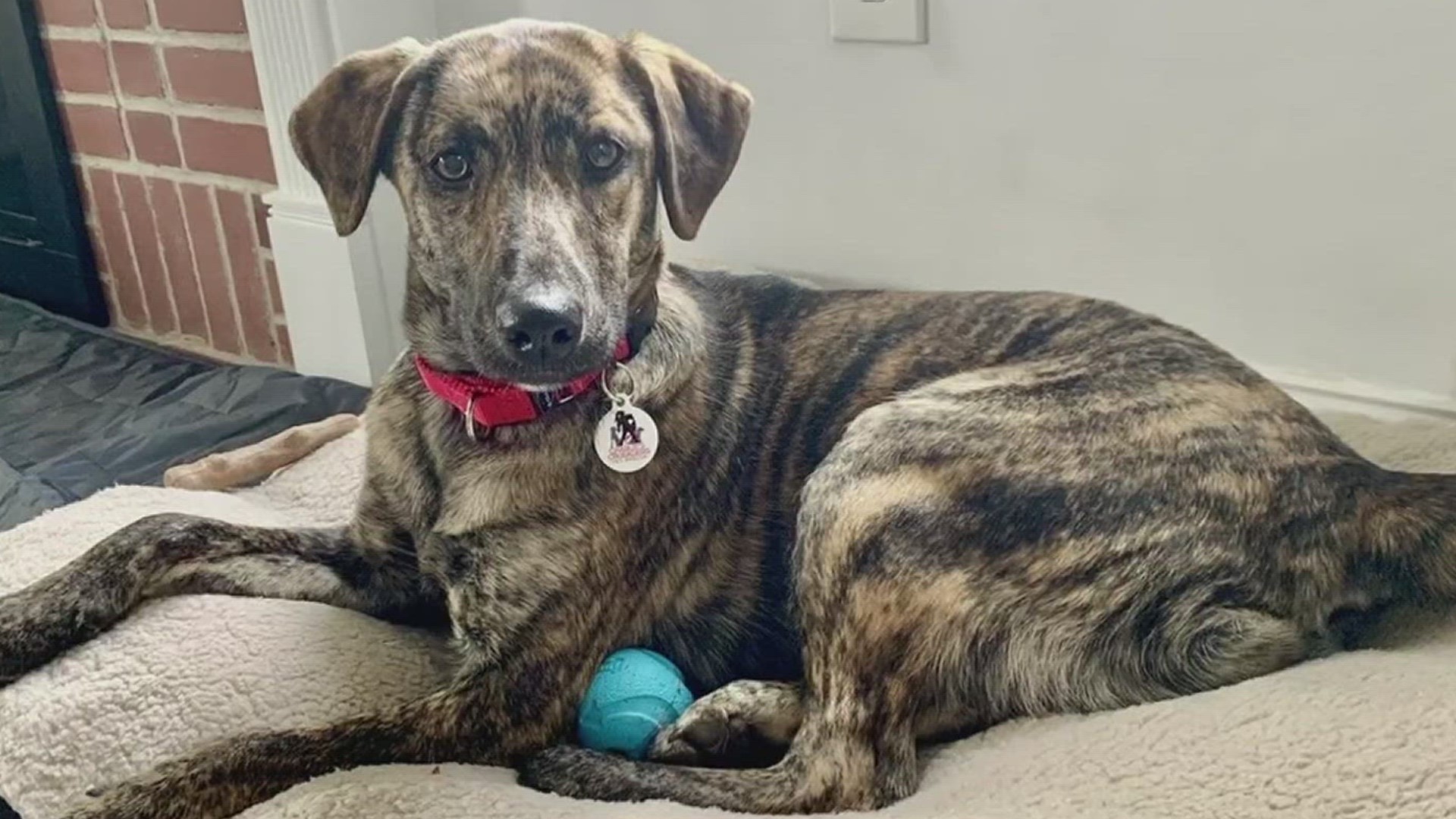 Noel's current foster parents say she enjoys romping outside and will need a yard with a 6-foot fence, as she's proven to jump over smaller ones.