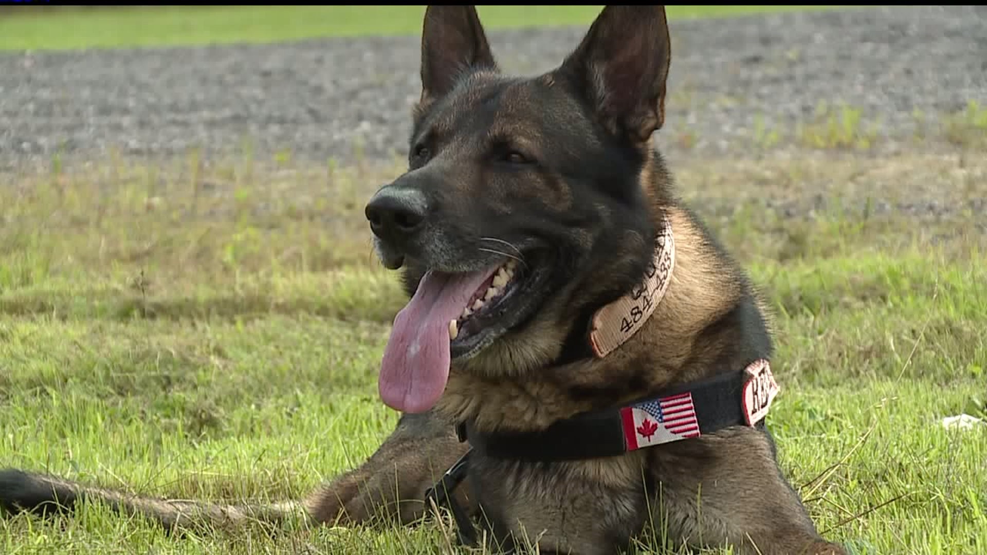 Cadaver dogs in Chester Co. train to find human remains