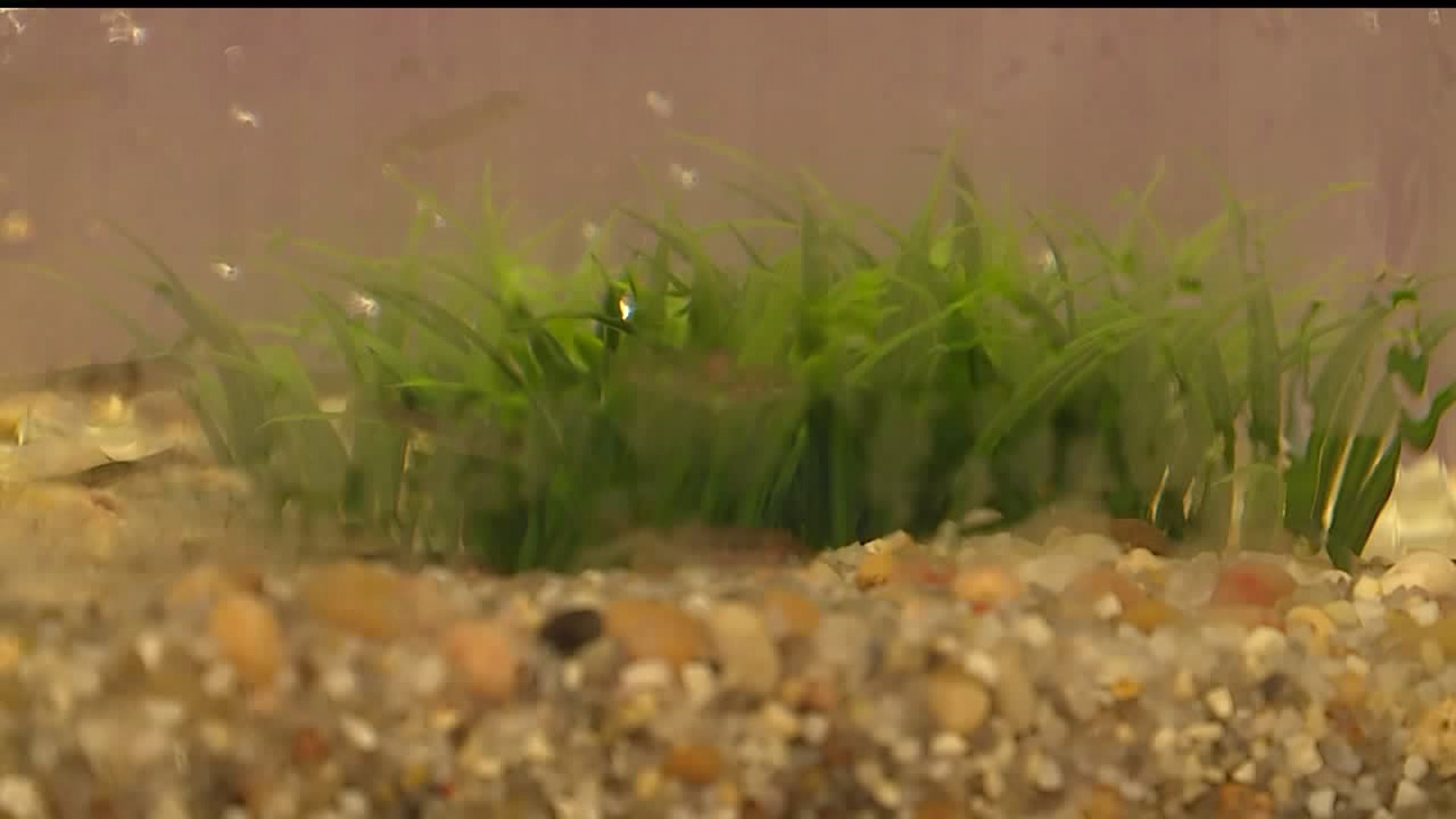 Trout Tank in Government, Science Class