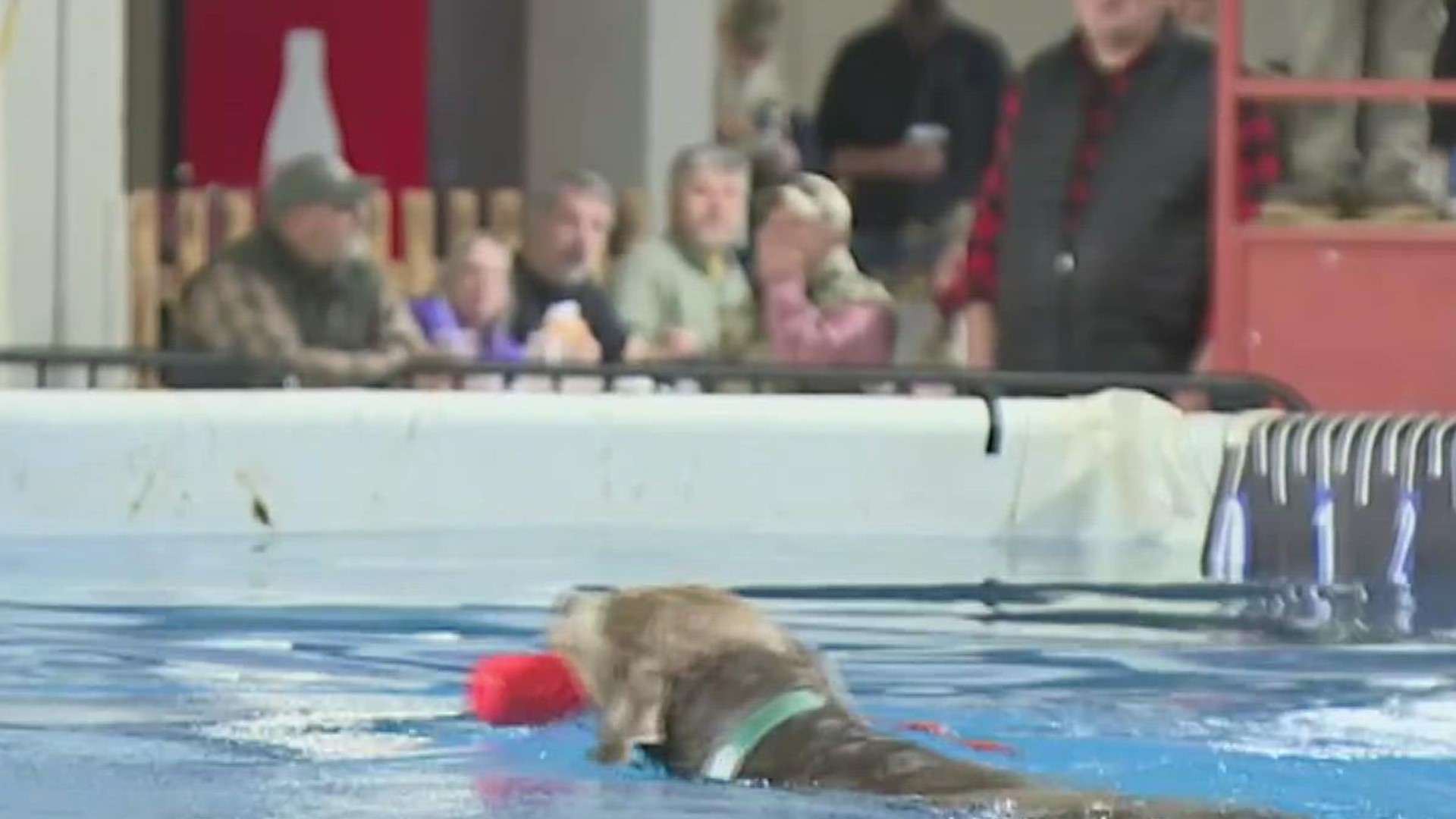 Nearly 100 canines were competing at the DockDogs Competition, an outdoor crowd favorite.