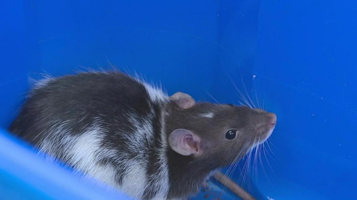Harrisburg pet store looking to rehome abandoned rats - Vimarsana News