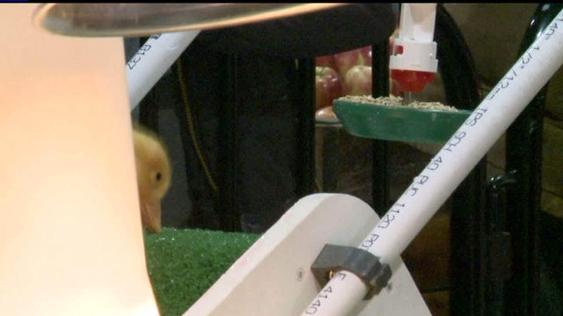 Duck slide and hatching chicks return to farm show