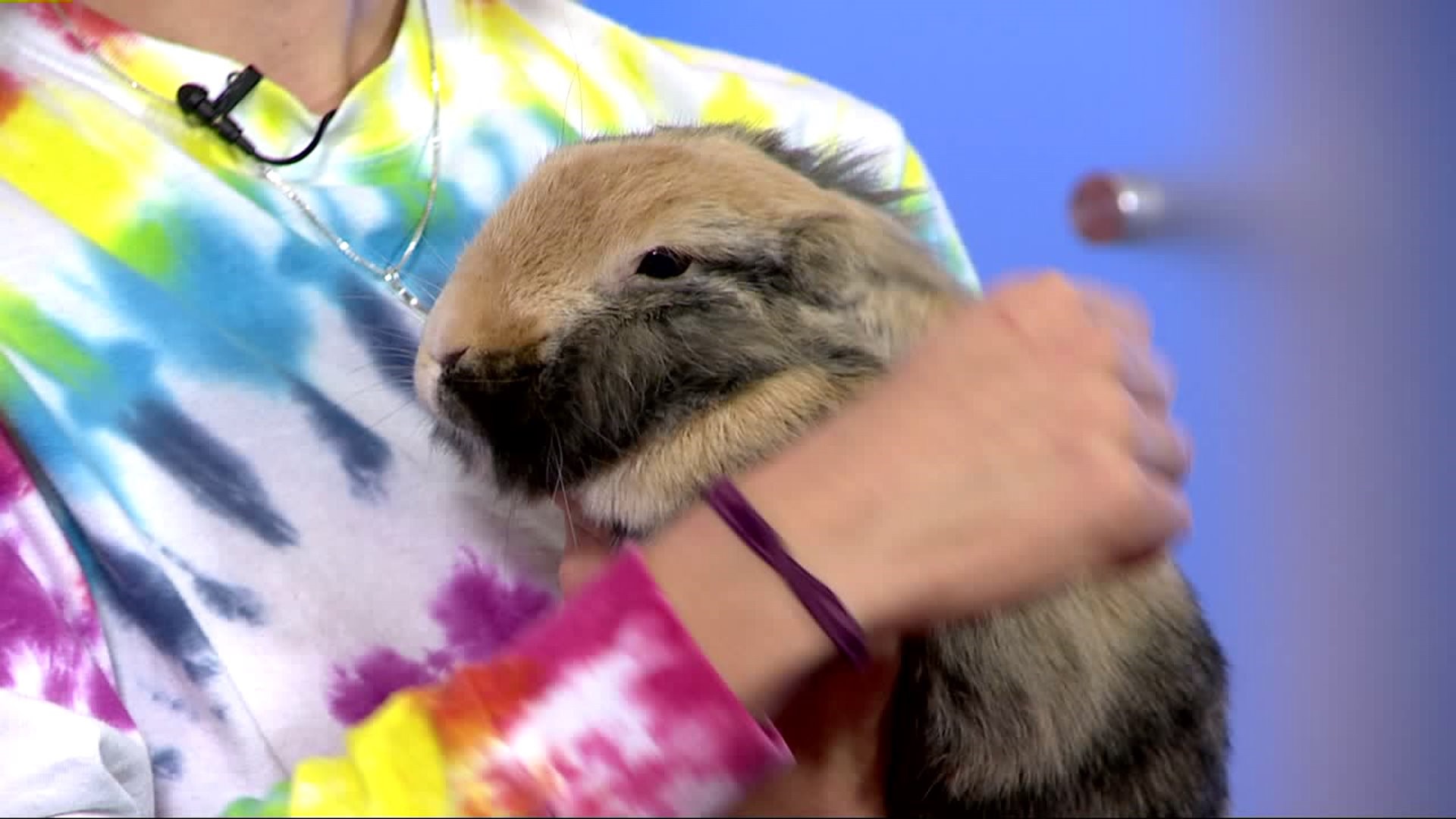 Furry Friends with Oscar, the bunny