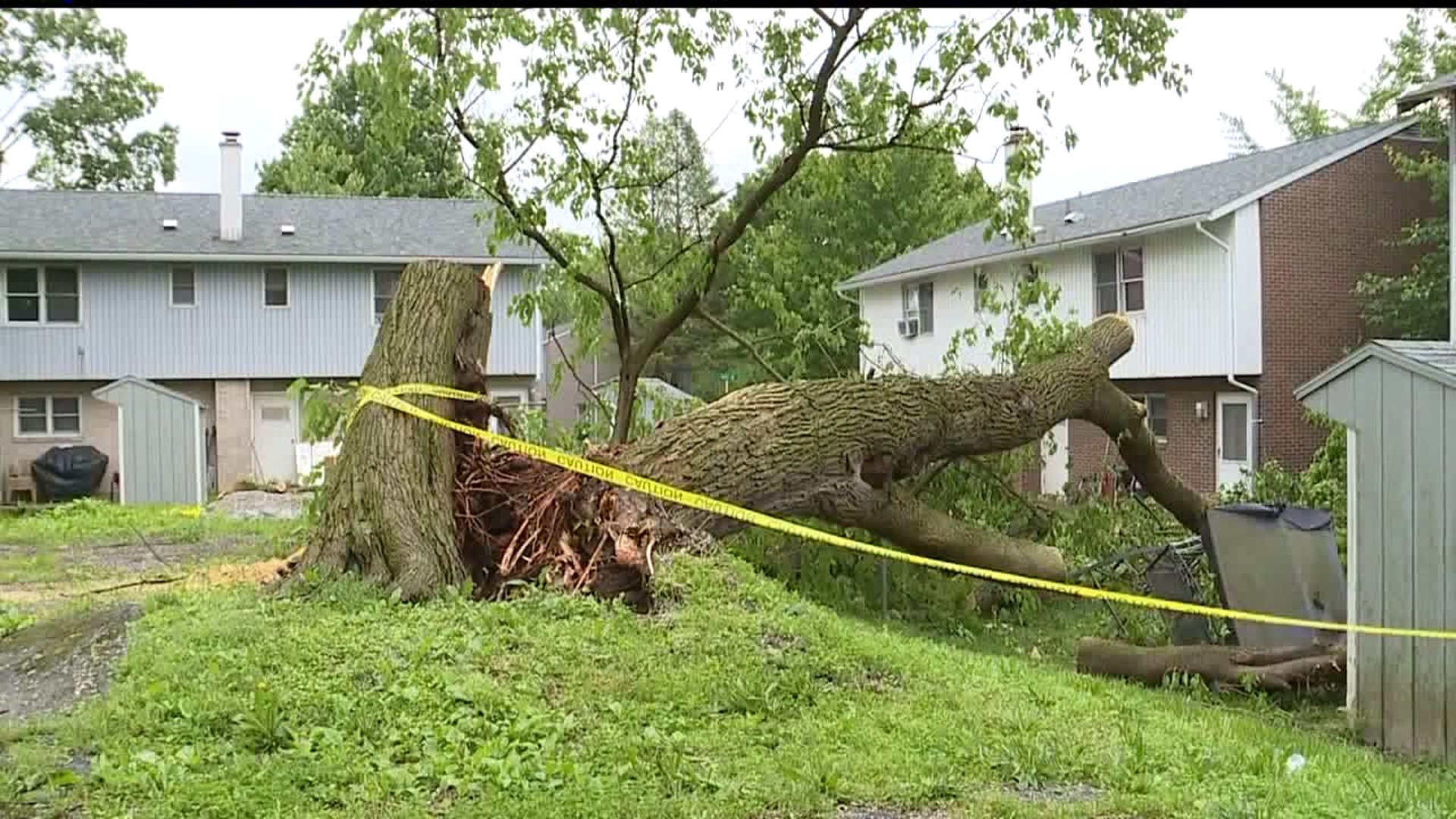 Cleanup of Downed Trees Begins
