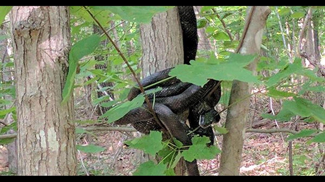 Snake Rapped Around Tree Hiker snaps photo of massive snake(s) in tree | fox43.com