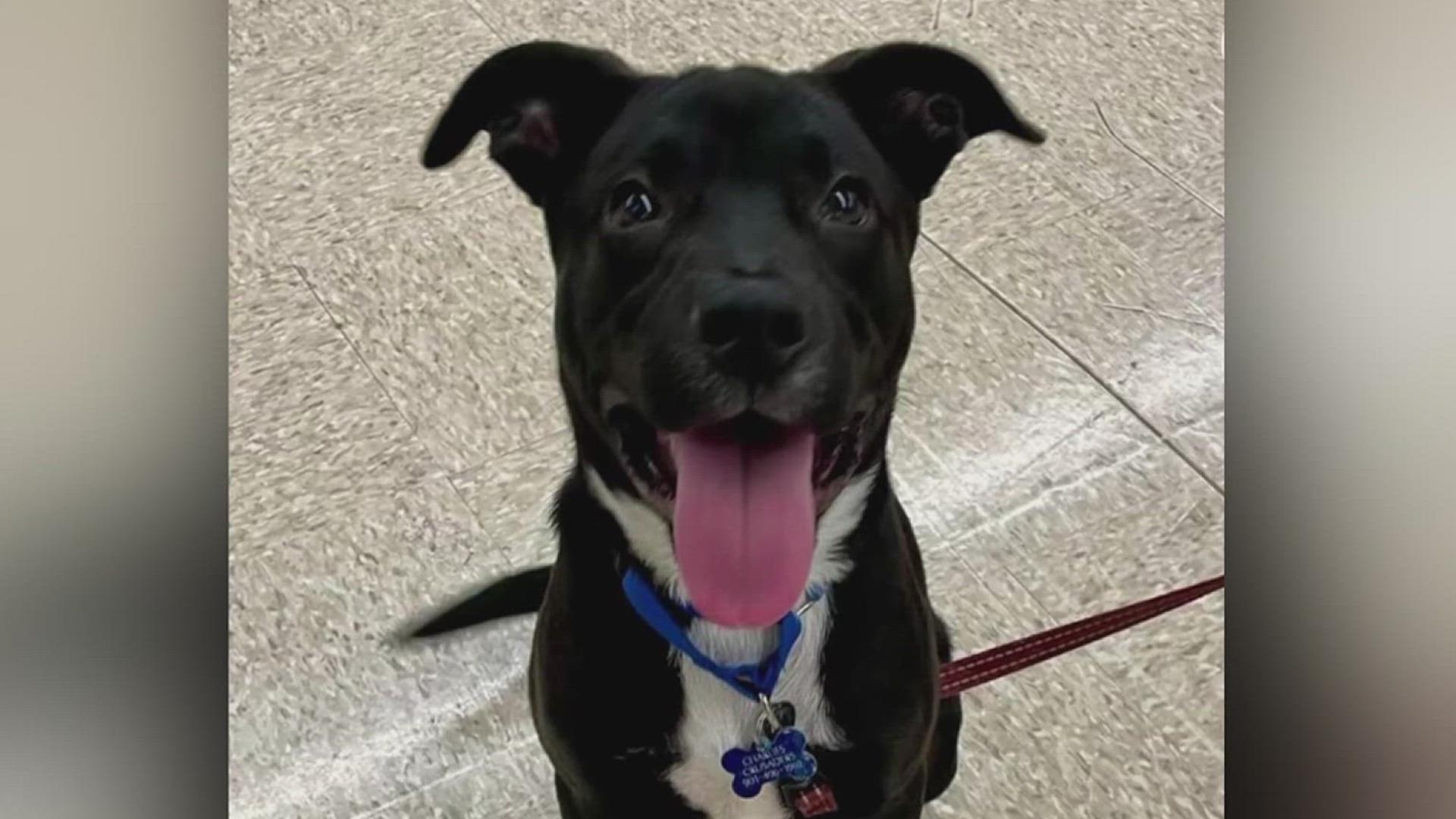 Woody's foster parent describes him as a lovable, playful, curious and happy pup!