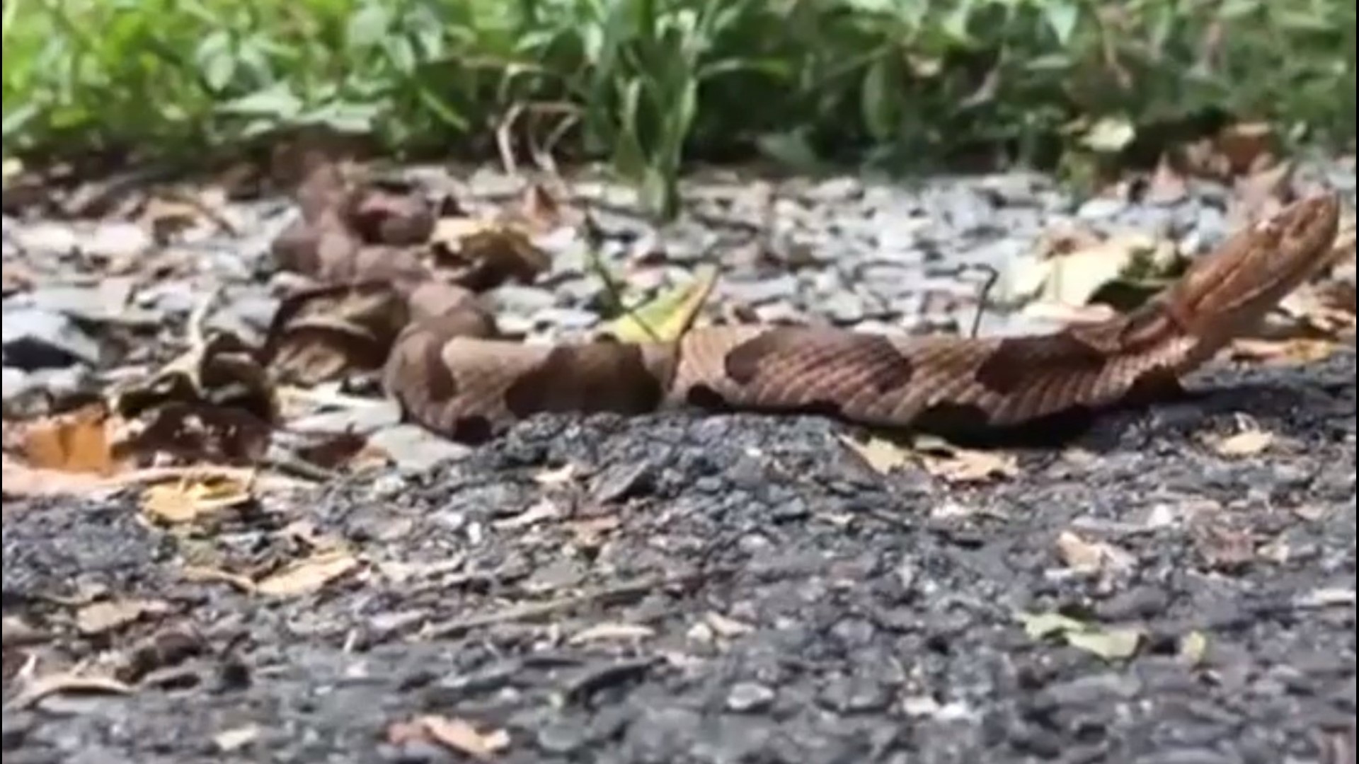 Video shows pair of venomous snakes mating on Lancaster County bike trail