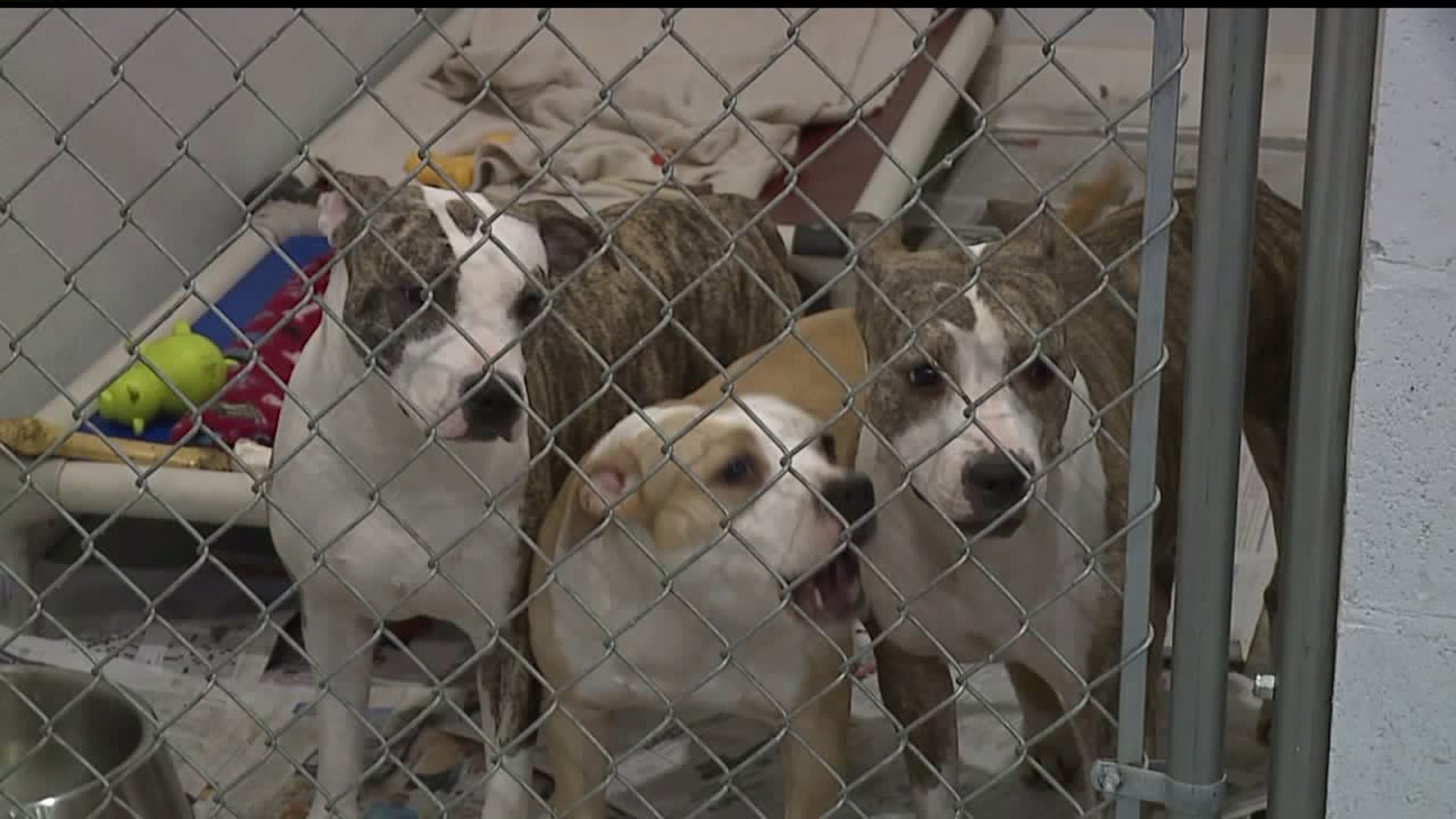 More than 50 dogs and 11 horses rescued from Juniata Co. home