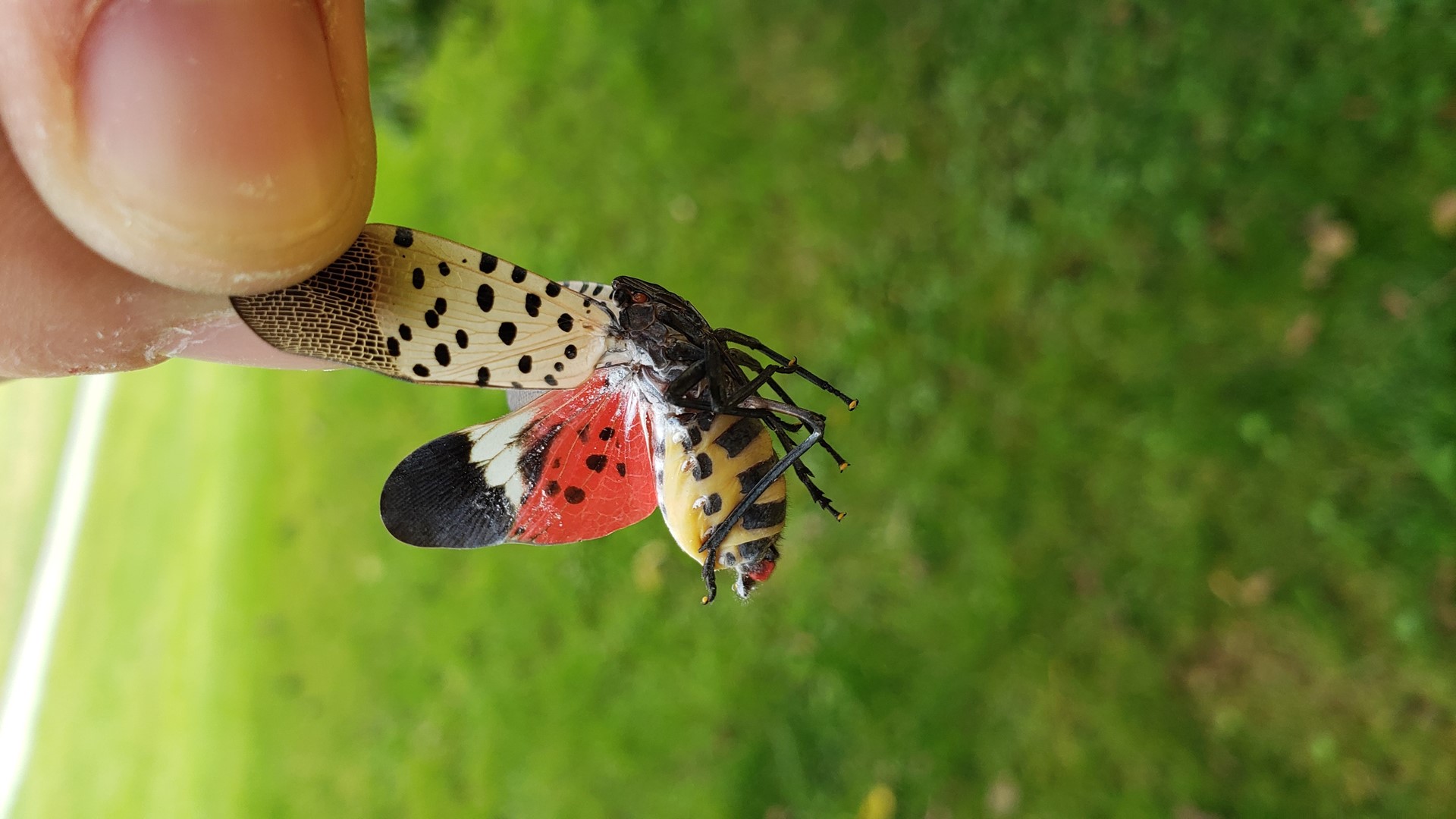 Spotted lanternflies are a threat to trees and fruit crops and has cost millions to Pennsylvania's economy.
