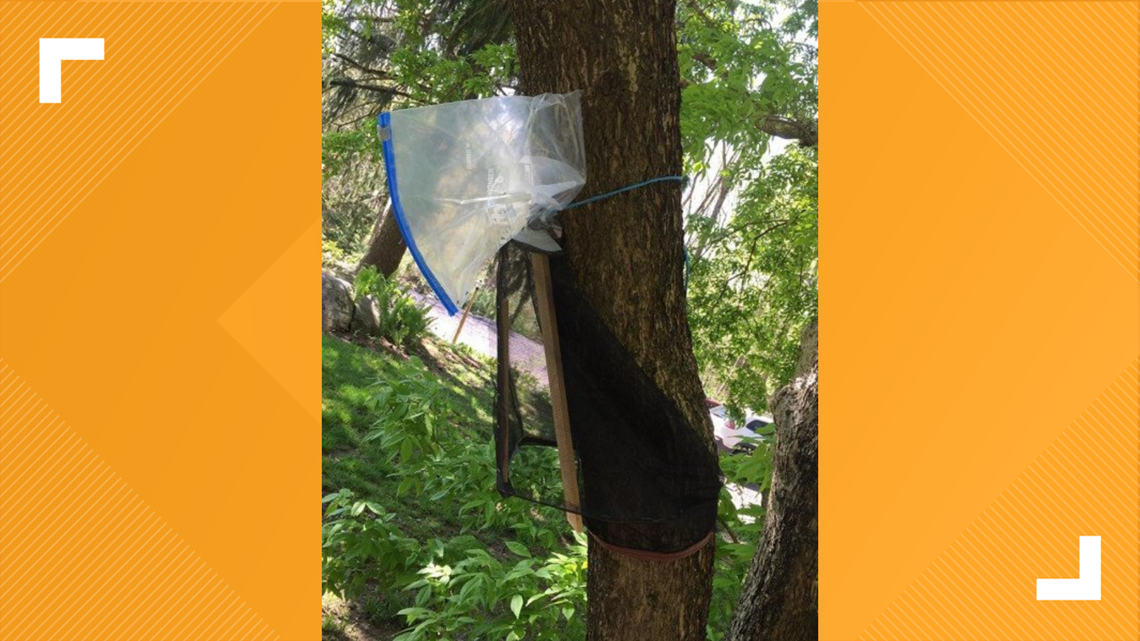How To Make A Lantern Fly Trap Here's how to make your own circle trap to catch Spotted Lanternflies
