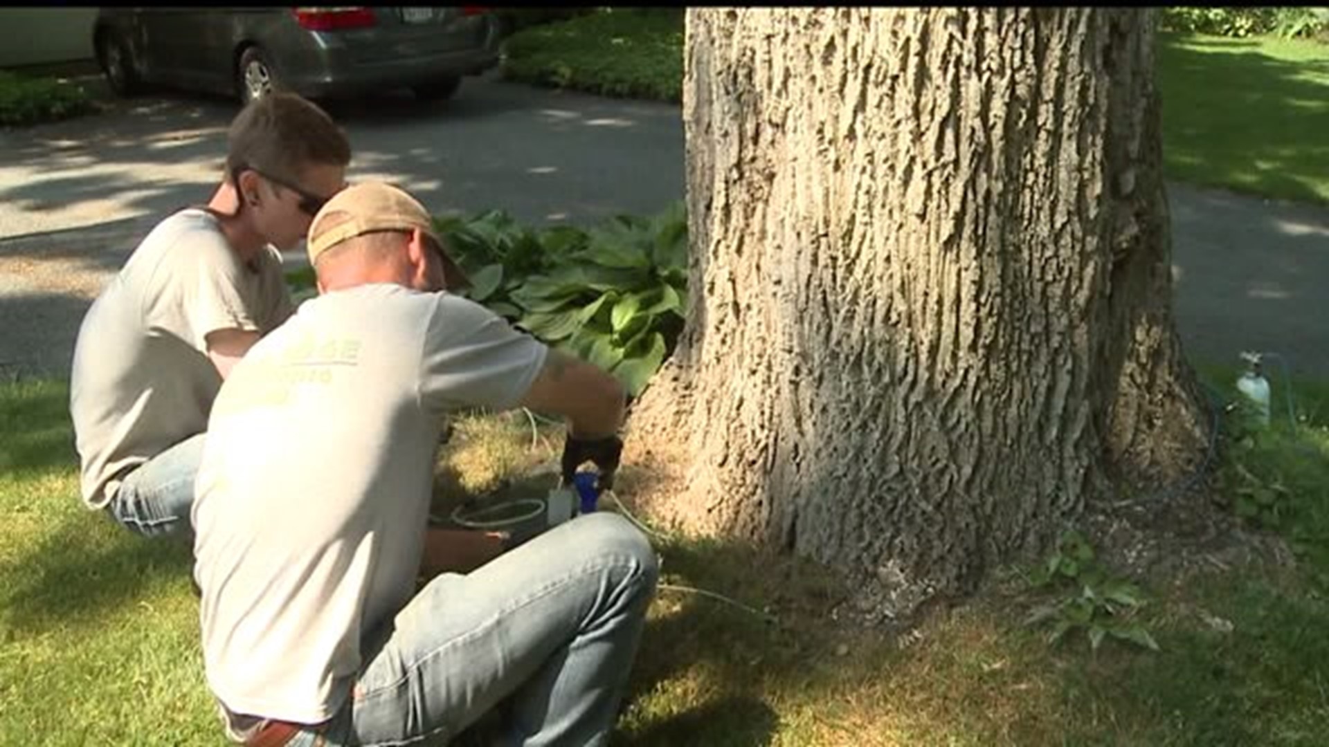 City of Lancaster, arborists differ as tree-killing bugs approach