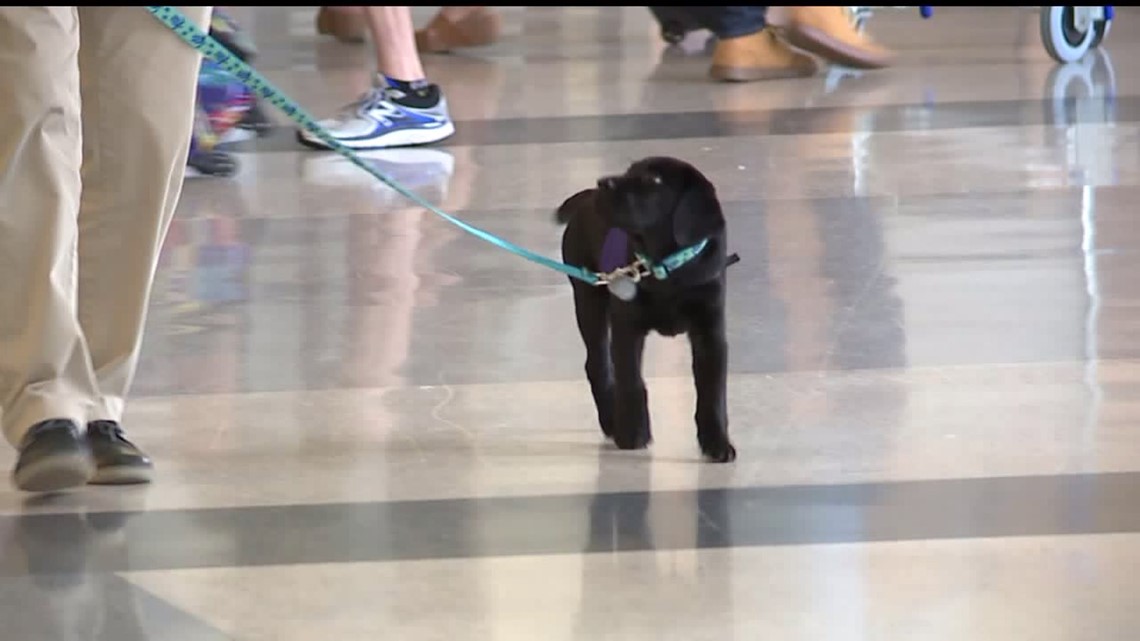 penn state emotional support animal
