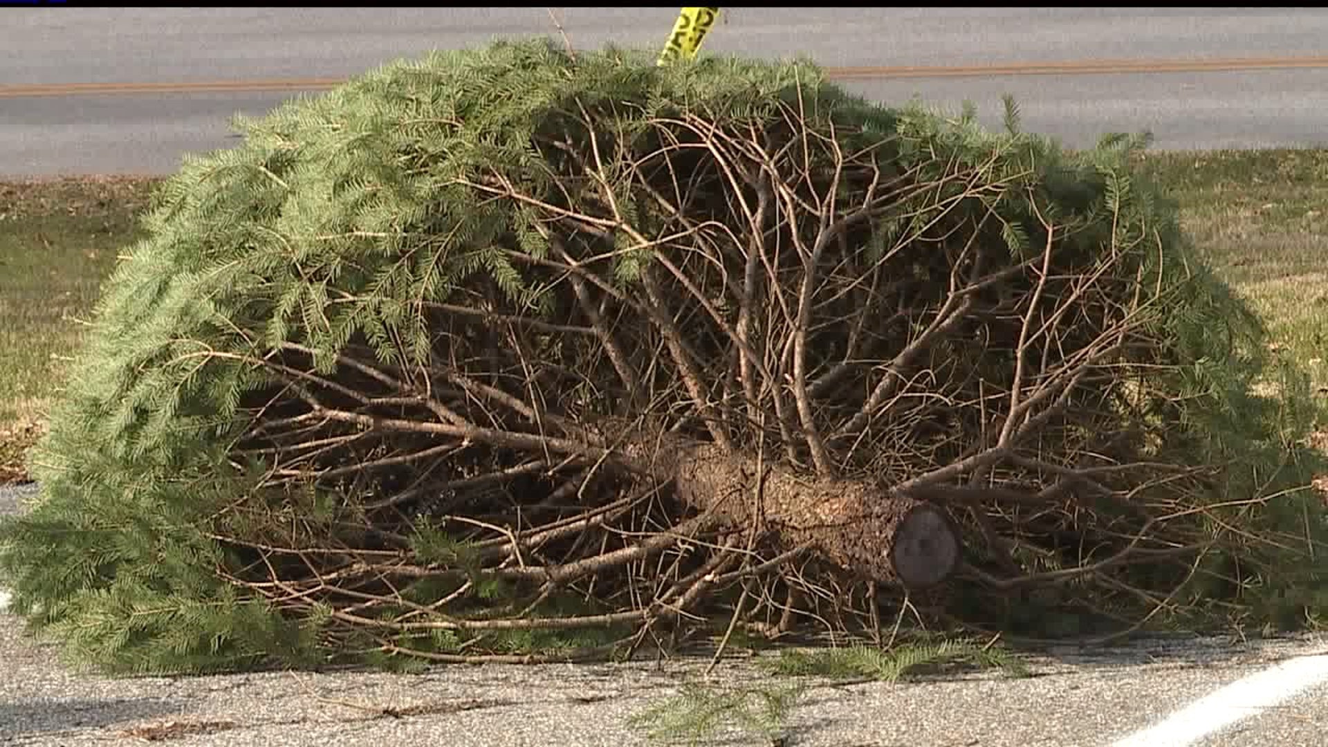 Drop off your Christmas Tree & turn it into free mulch