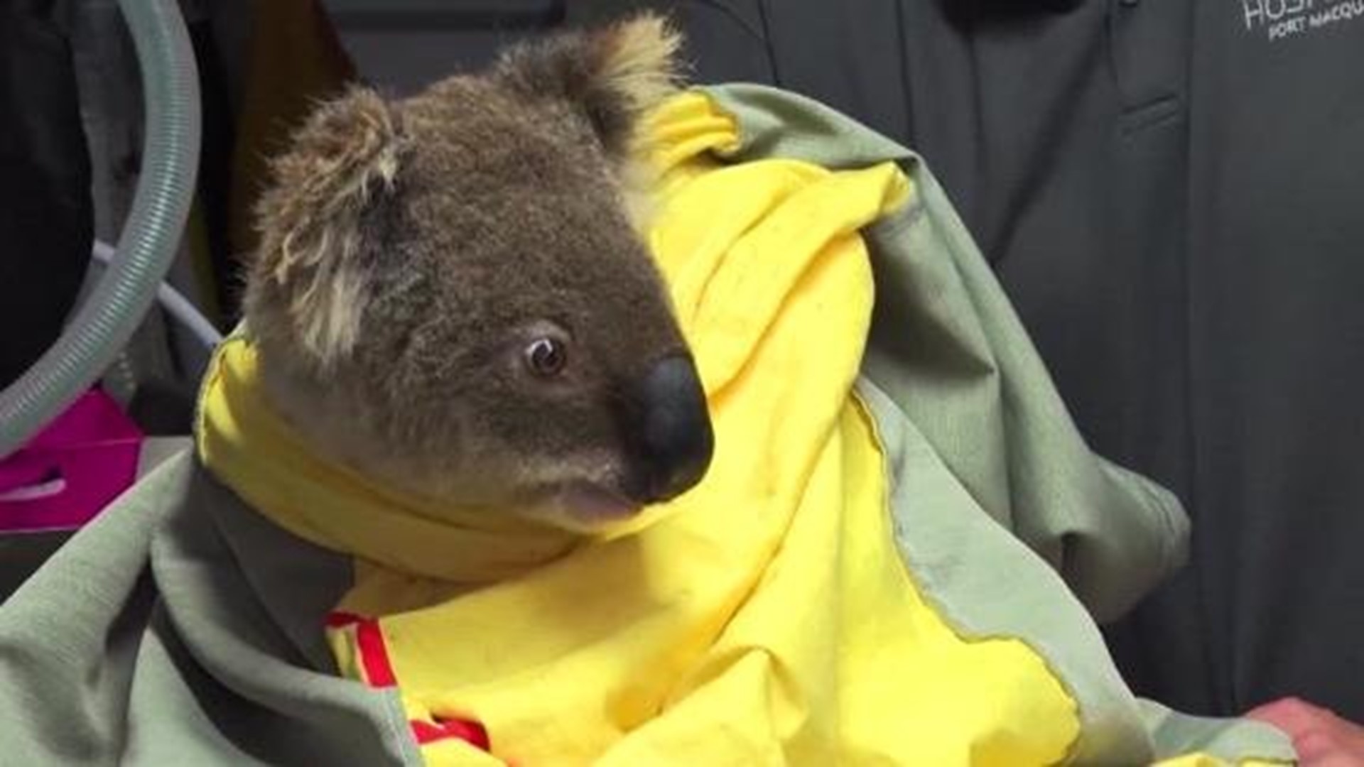 thirsty koala