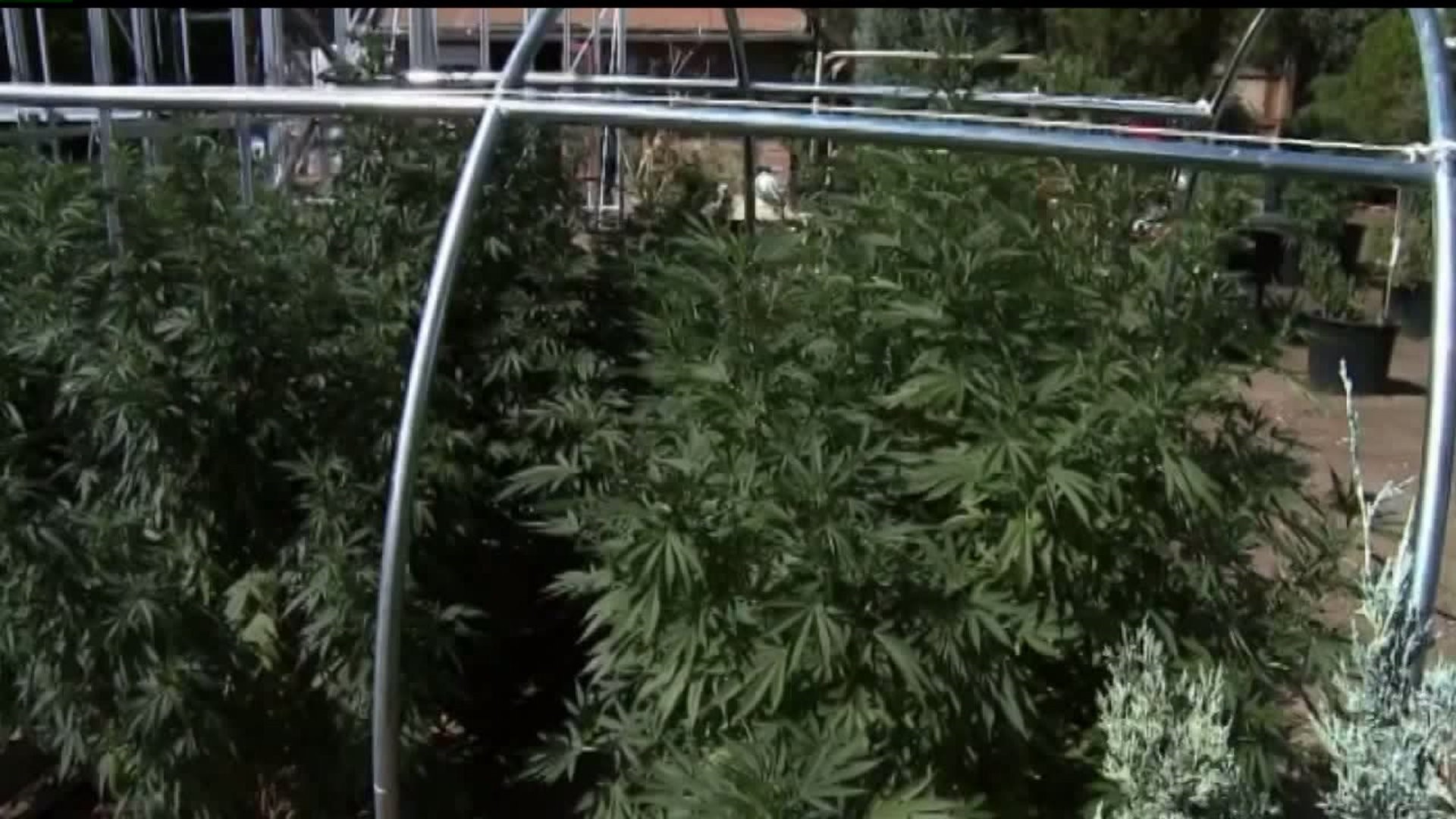 Company gets a second chance at a medical marijuana growing facility and dispensary in York County