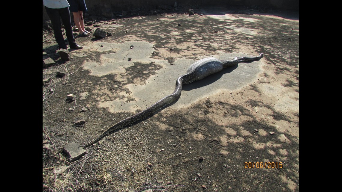 What happens when a python eats a porcupine? It’s not pretty | fox43.com