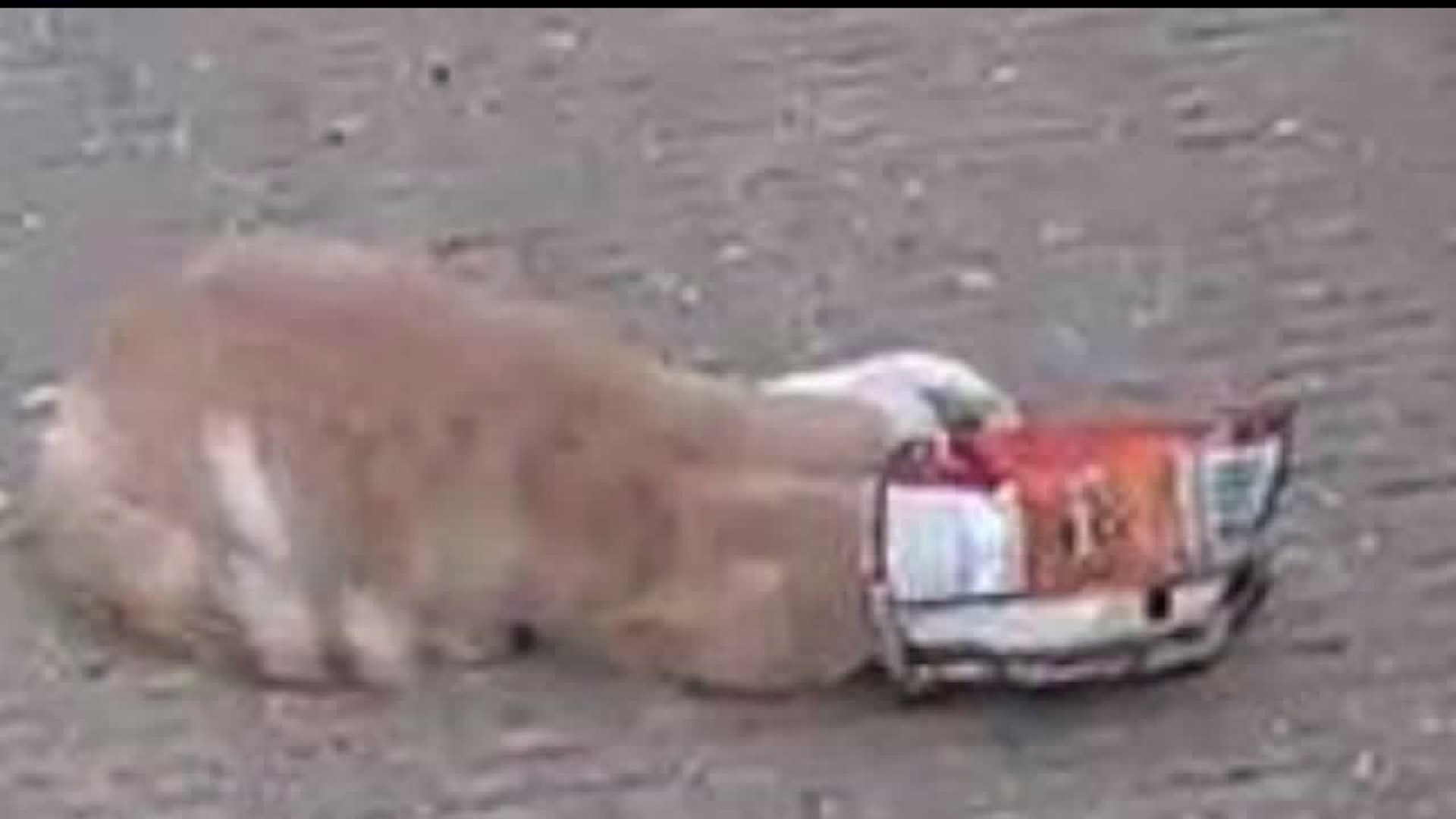 Cat saved after getting head stuck in chip bag