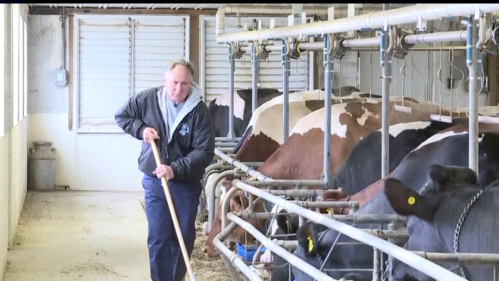 Local dairy farmers losing milk contracts