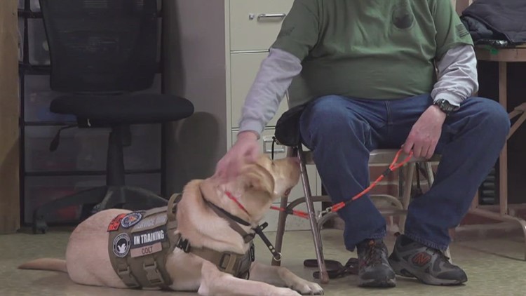 Connecting veterans, first responders with service dogs | On the Bright Side