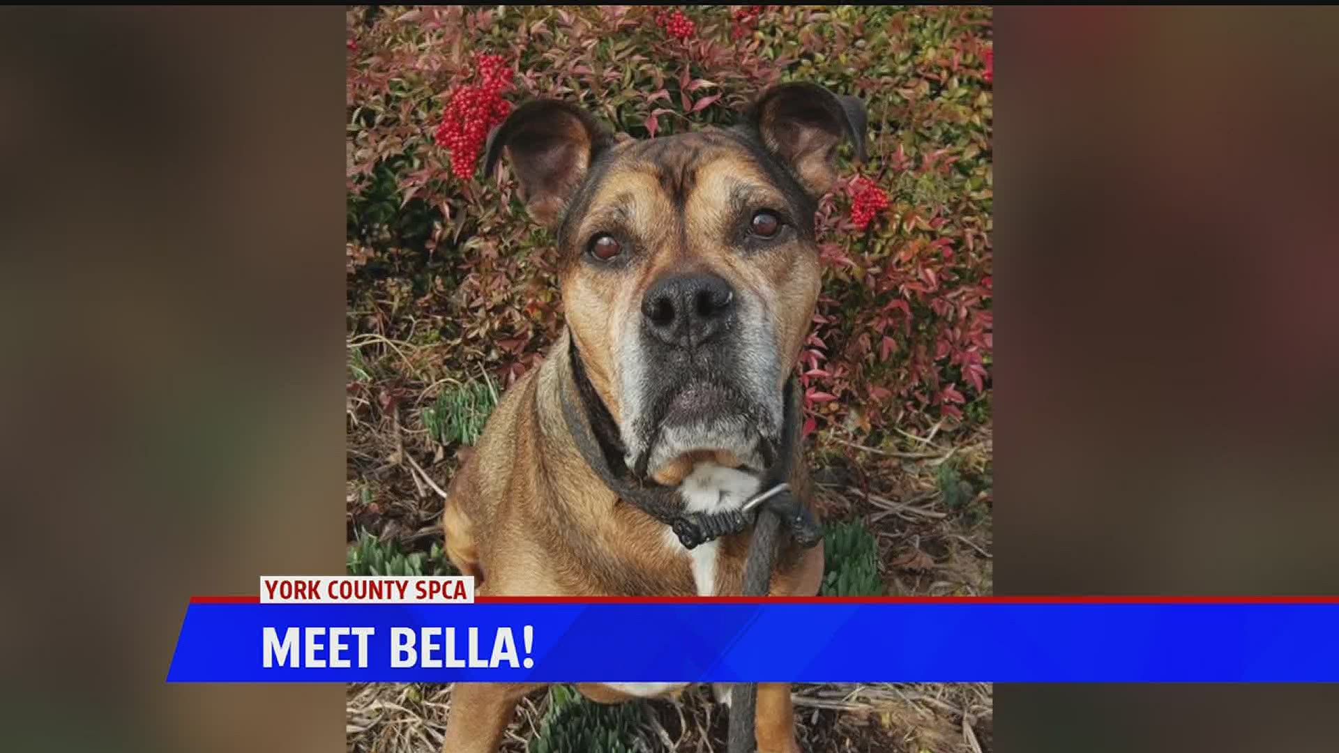 Today's furry friend is brought to you by the York County SPCA, call to reserve an appointment to adopt Bella today