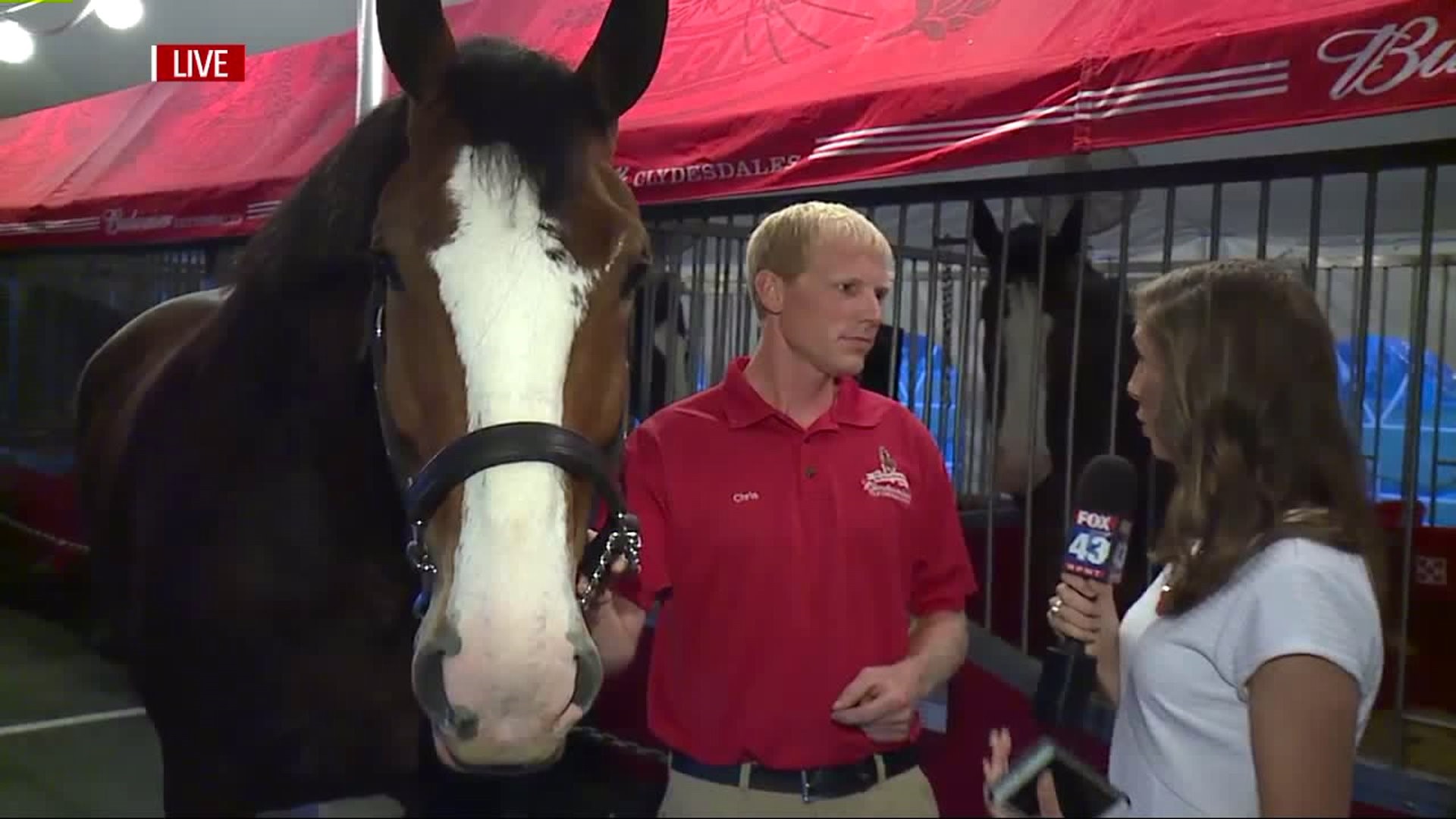 Budweiser Clydesdales come to York for the 19th annual Made In America Tour